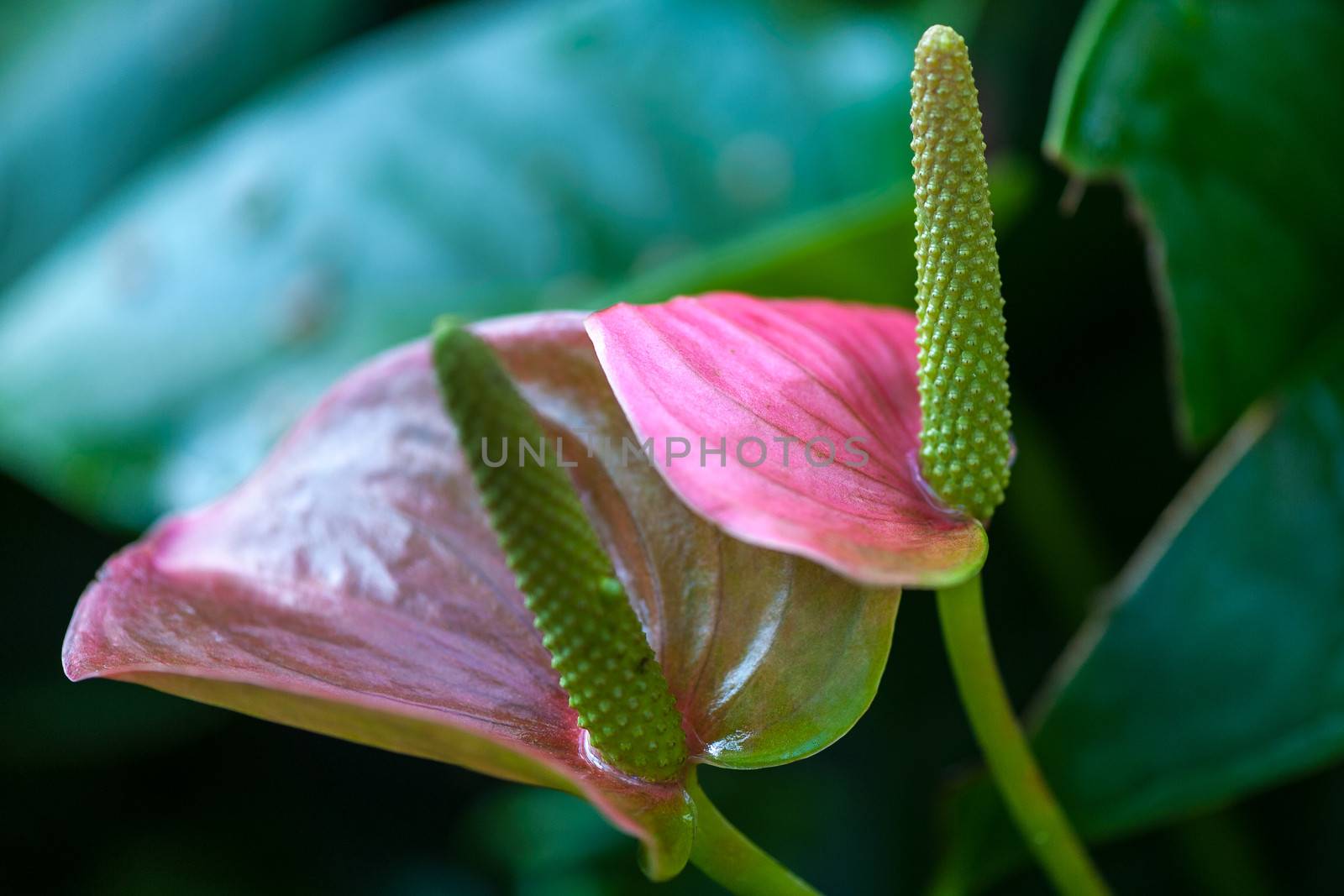 Anthurium andraeanum by JasonYU