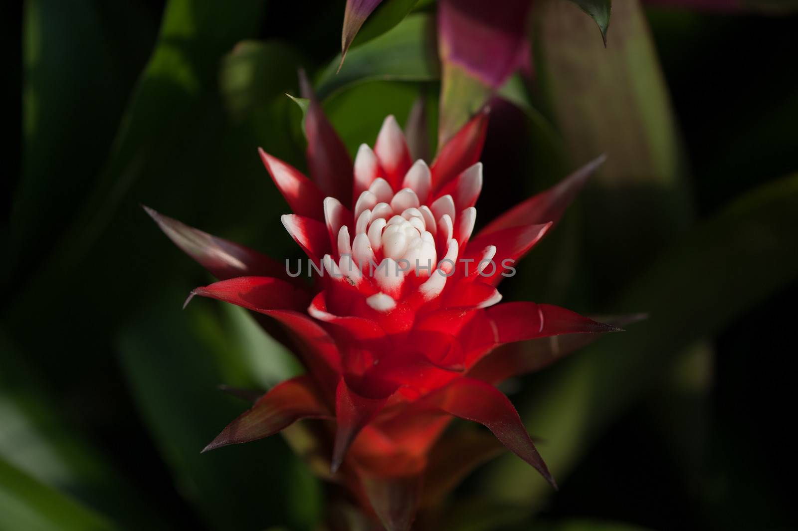 A beautiful  pineapple flower in a greenhouse of Beijing.