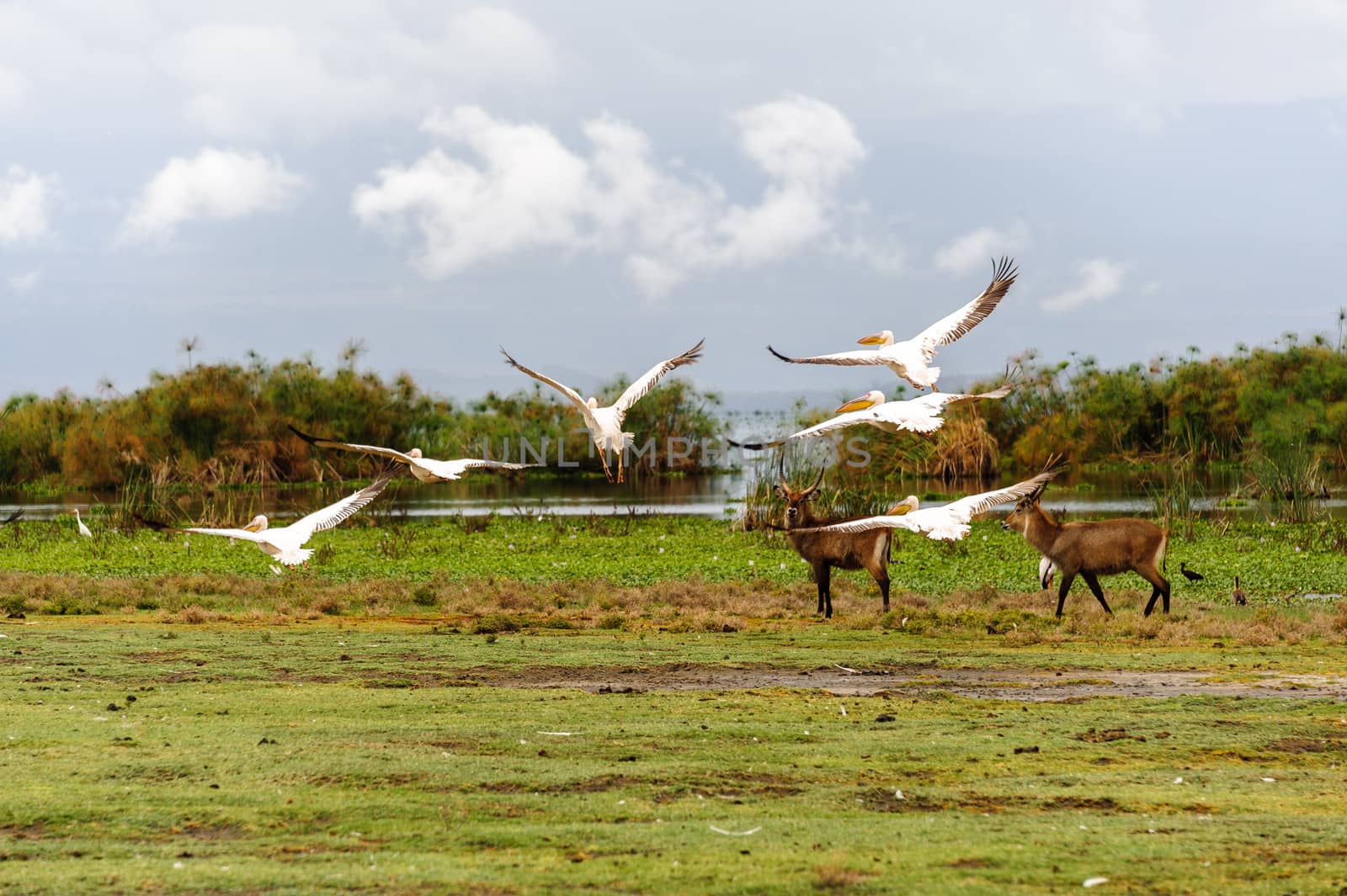 The flying pelicans in Naivasha lake of Kenya.