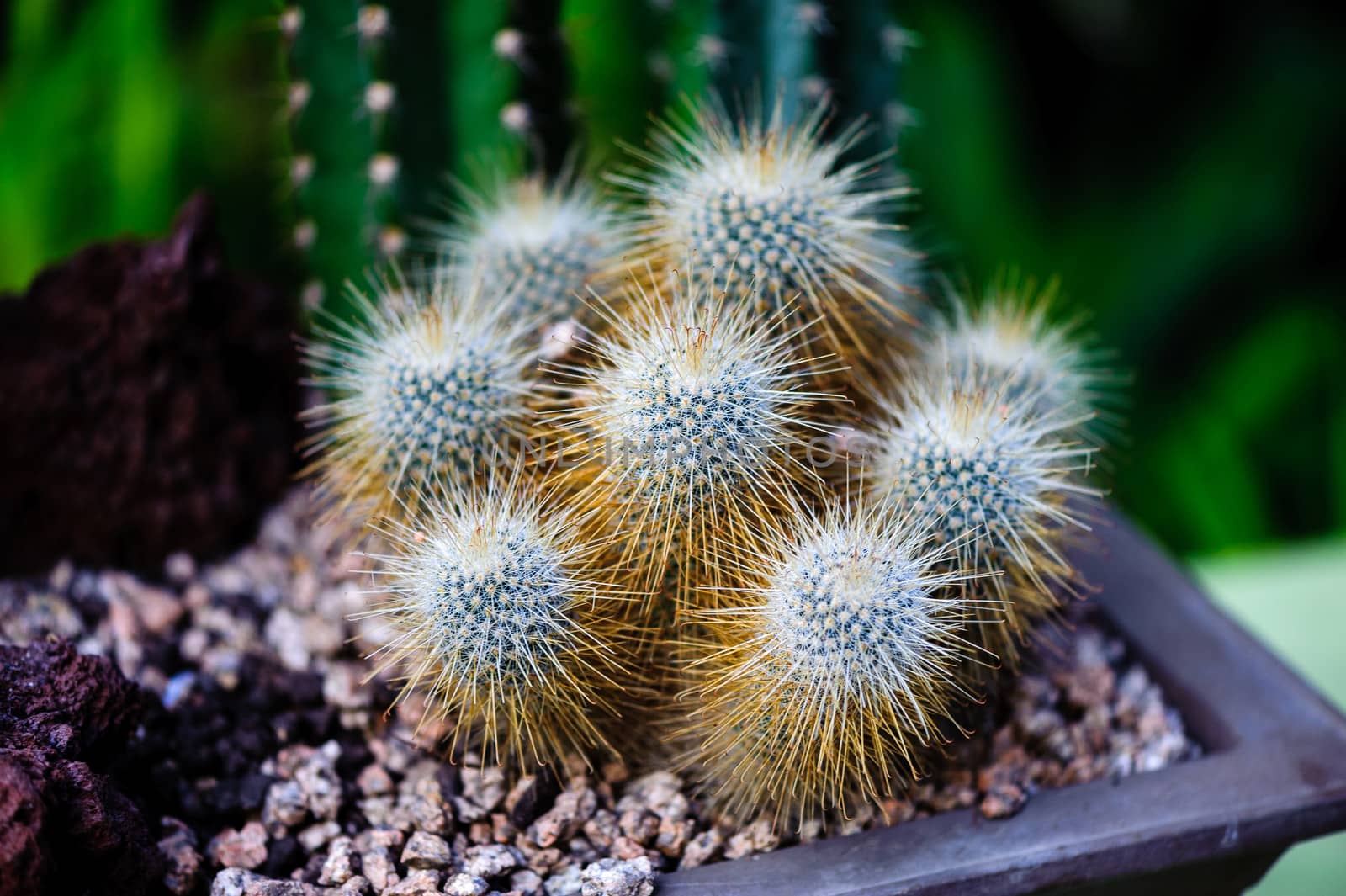 Golden ball cactus in a greenhouse of Beijing.