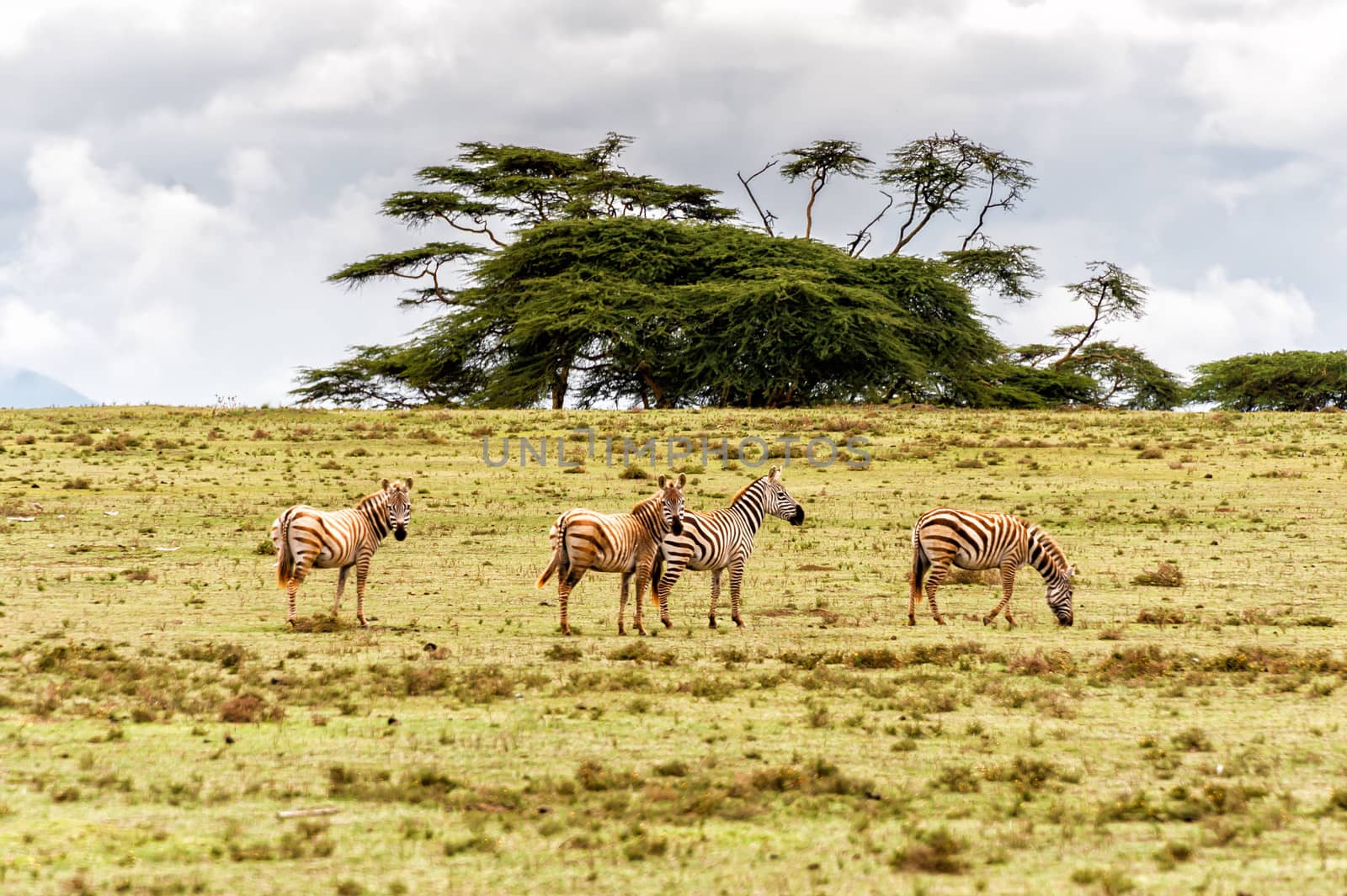 The Zebras in Crescent island of Naivasha lake, Kenya.