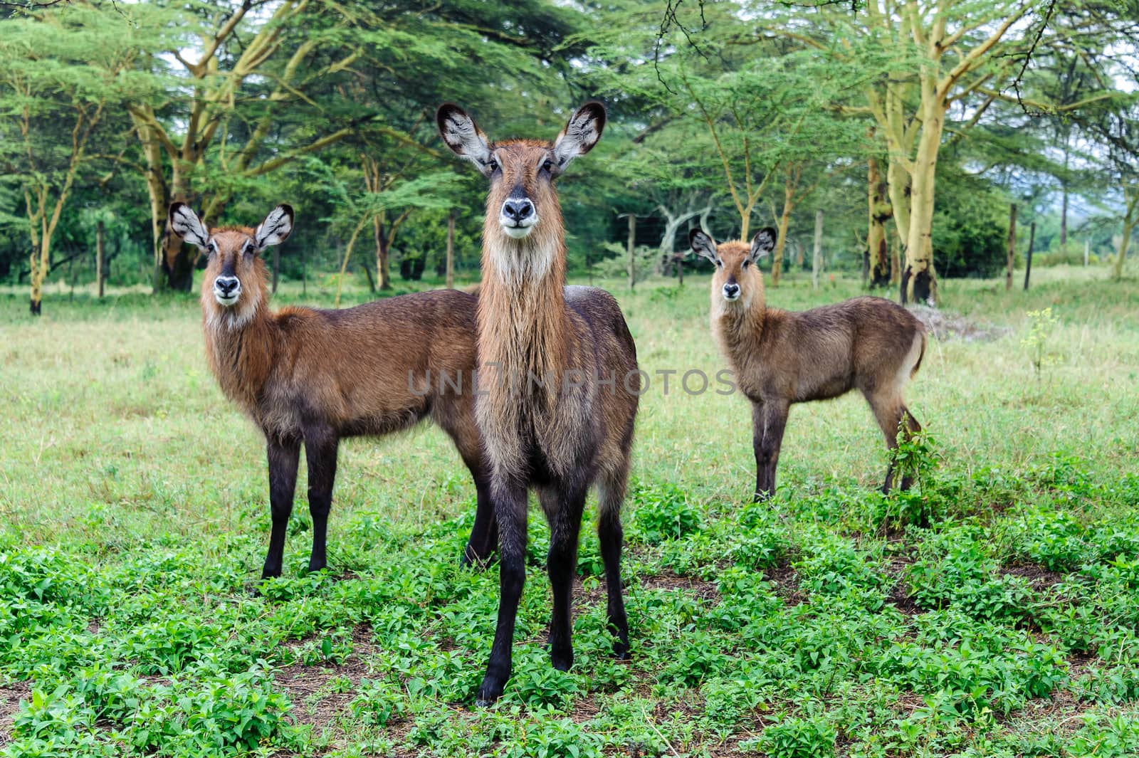 The waterbuck in Naivasha lake of Kenya.