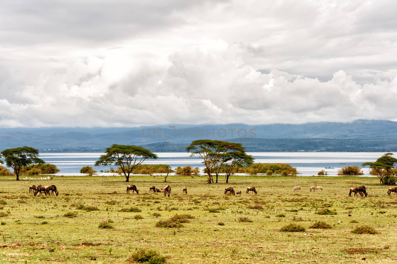 The naivasha lake where lot of wildlife lived in.