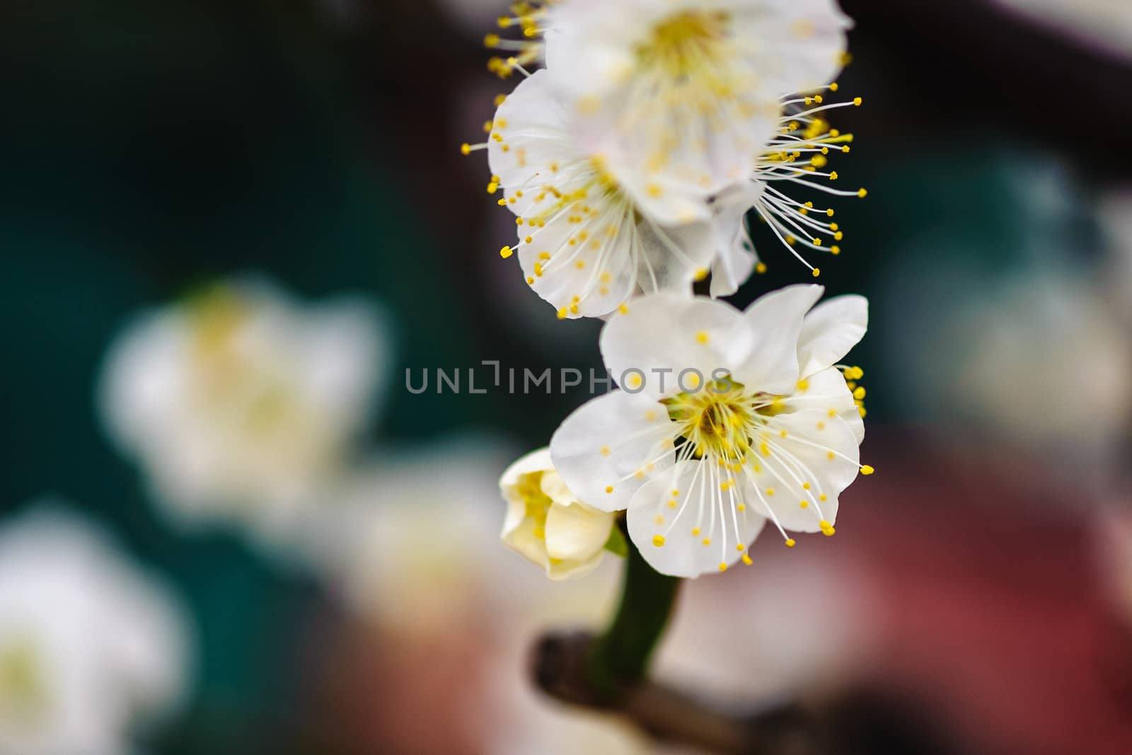 Plum blossom blooms in a green house of Beijing on cold winter.