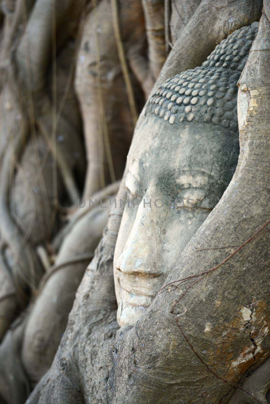 Buddha Head Surrounded by Roots in Ayutthaya