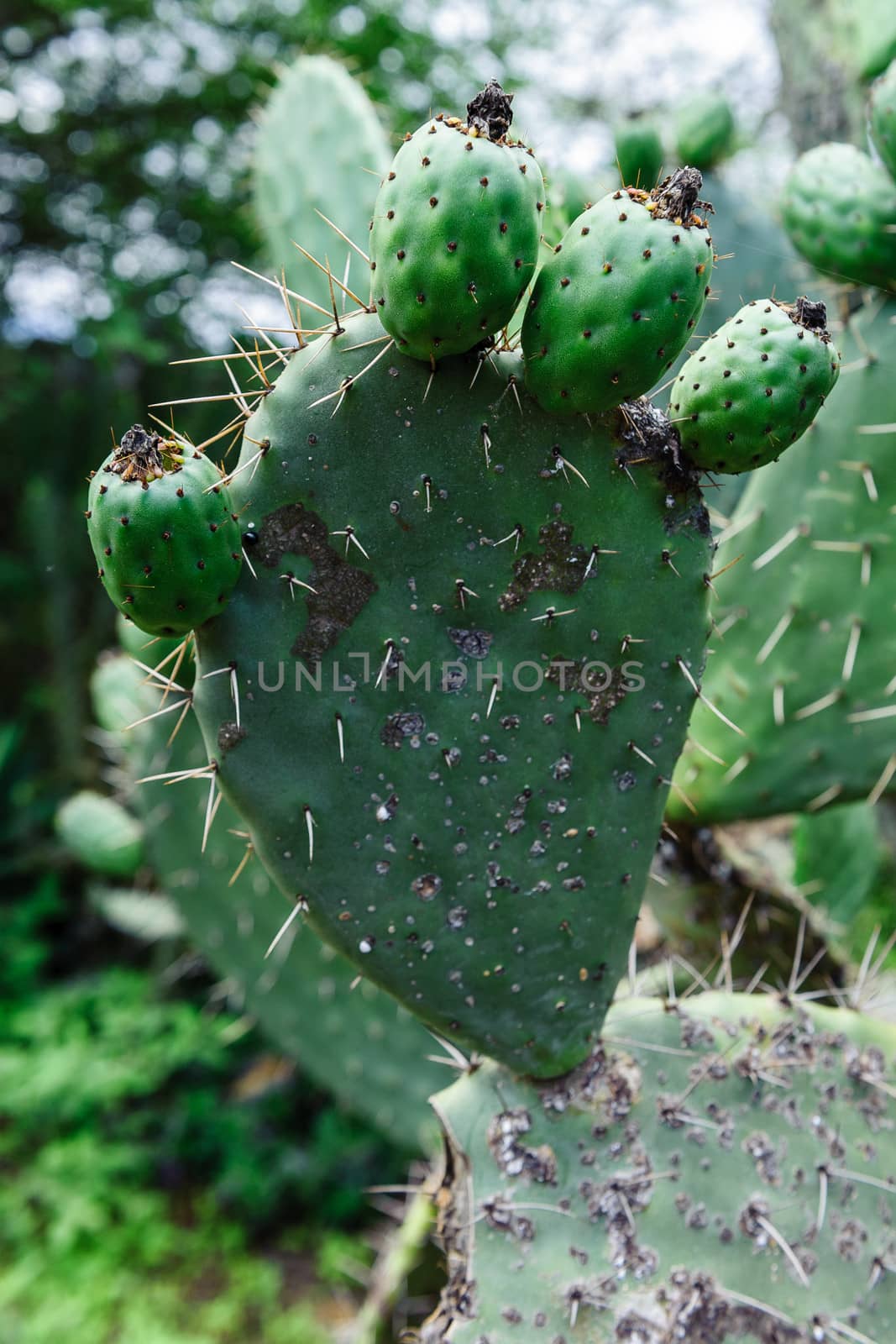 A typical cactus in south Kenya, Africa.