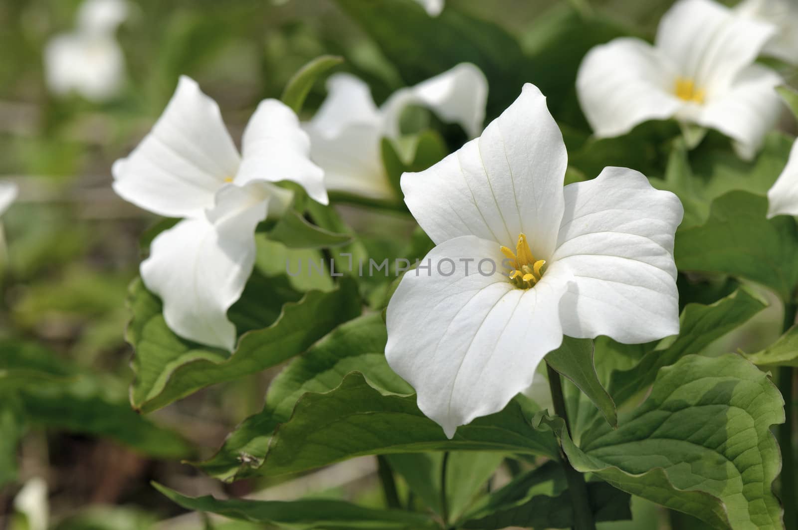 White trillium in forest