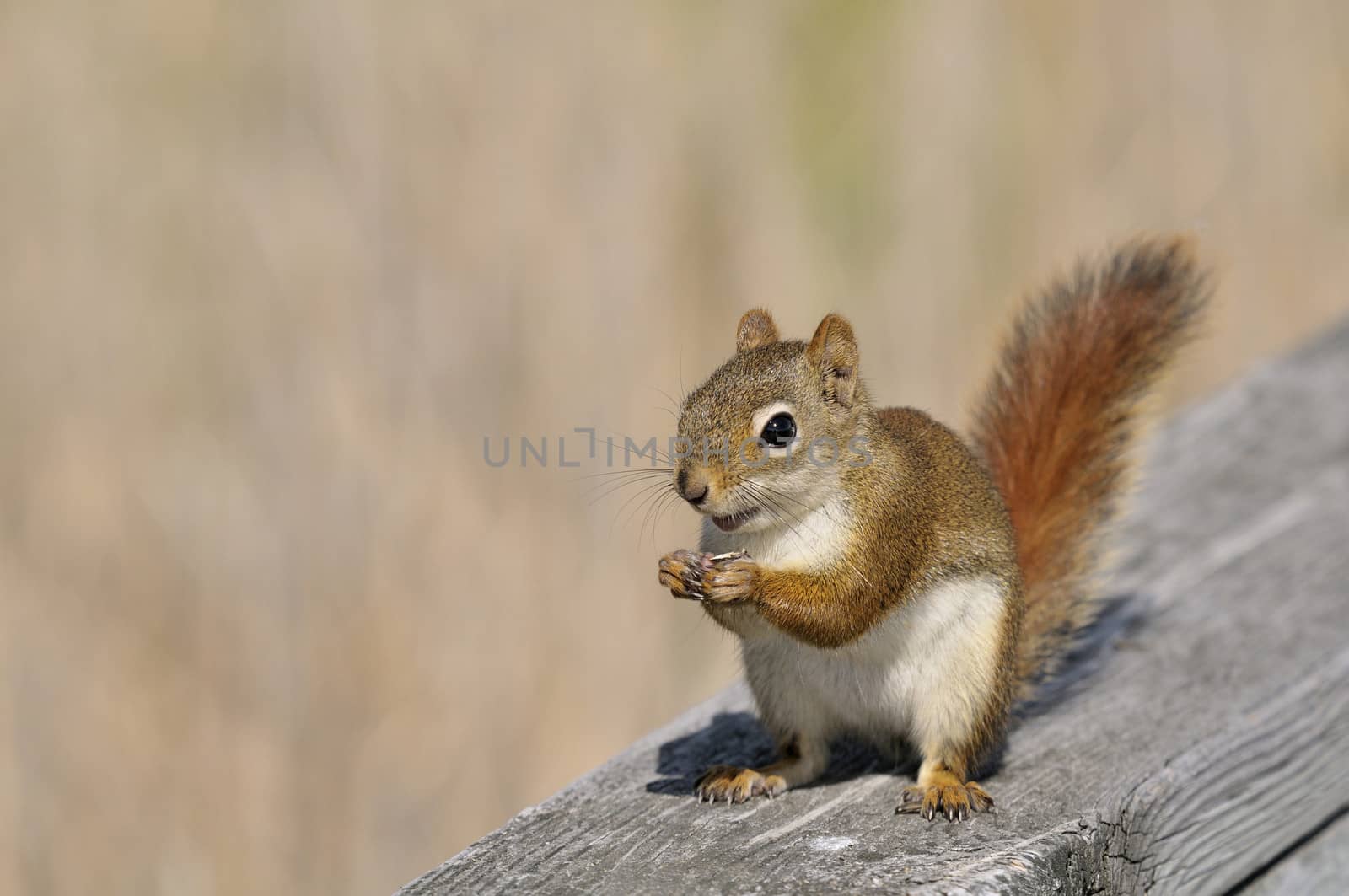 Squirrel eating sunflower seed on a sunny day