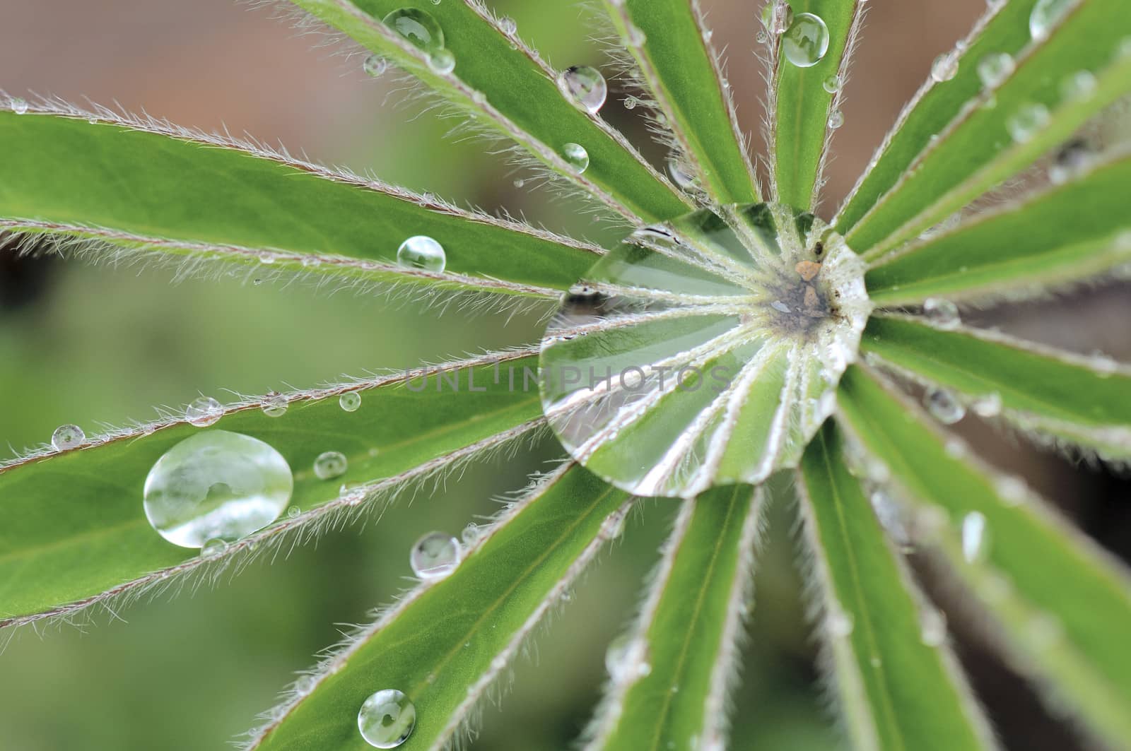 Lupine leaf after rain in a garden