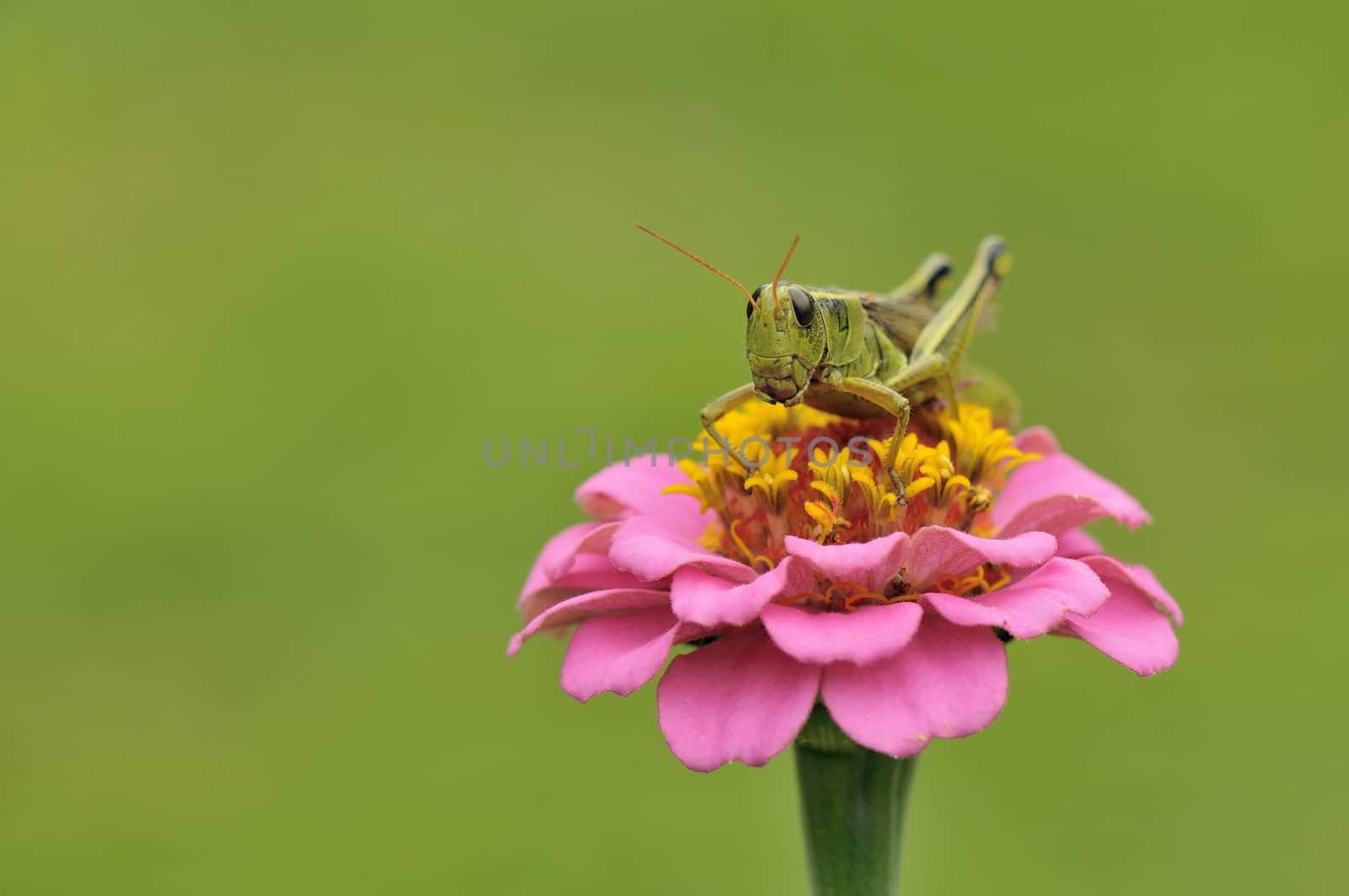grasshopper by Hbak