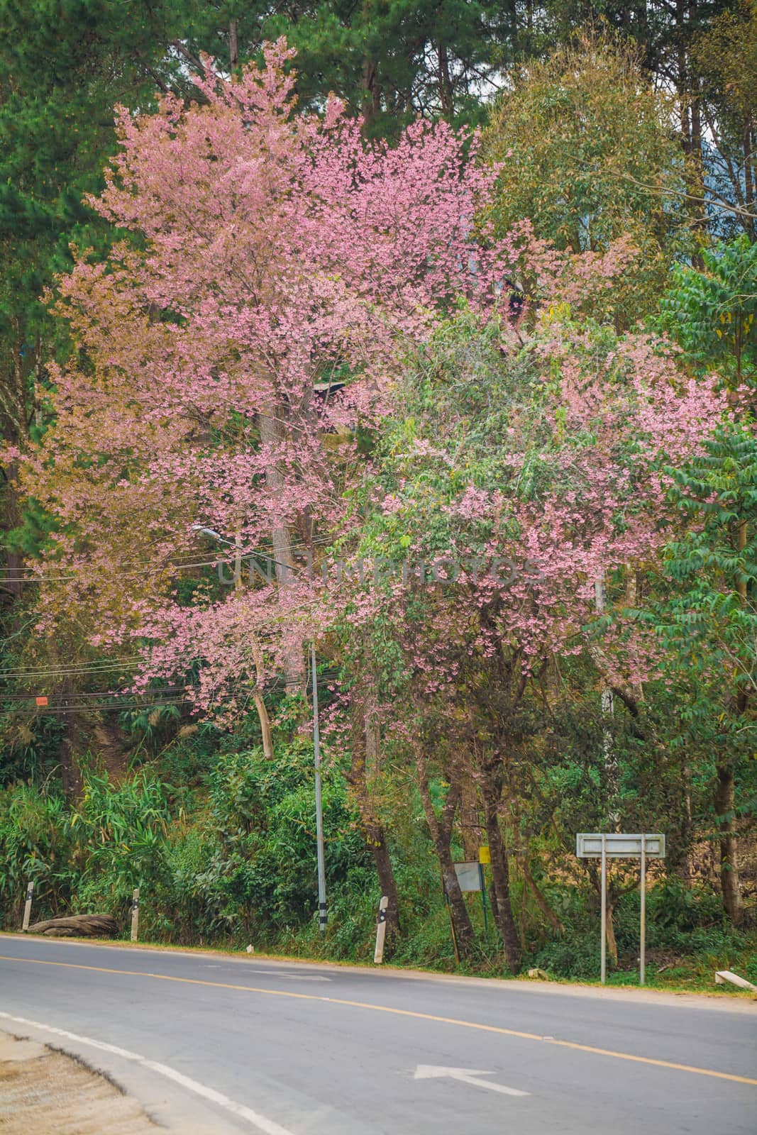 Wild himalayan cherry on romantic road Chaingmai Thailand.