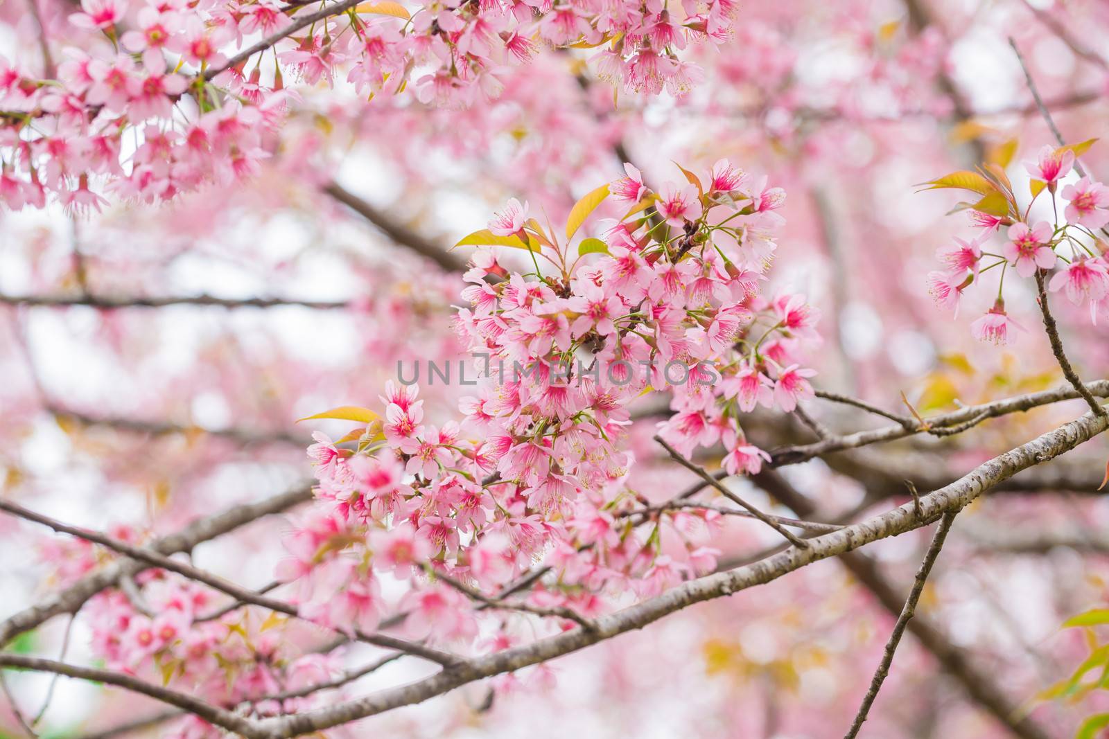 Wild Himalayan Cherry spring blossom, Pink background