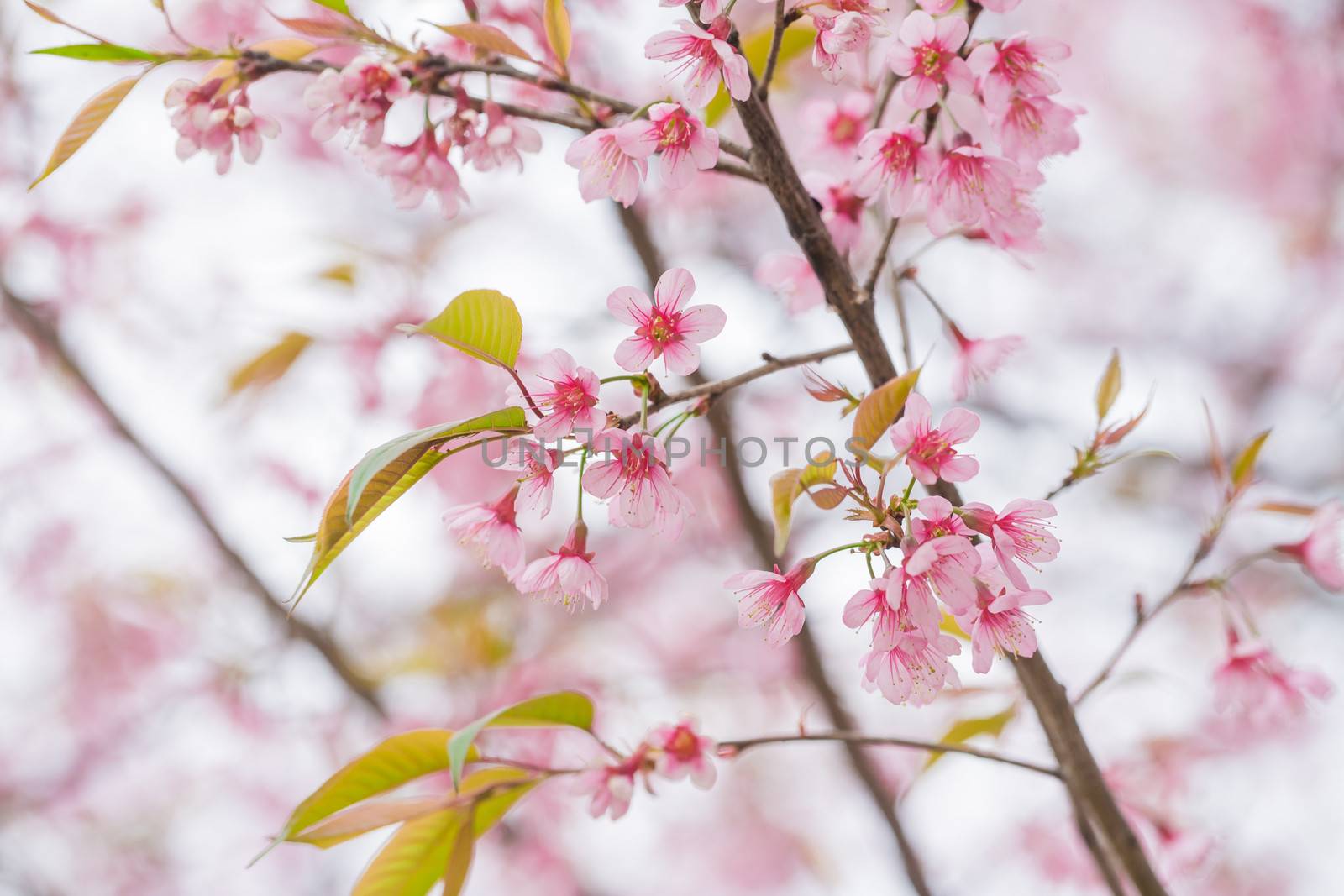 Wild Himalayan Cherry spring blossom, Beautiful pink flower
