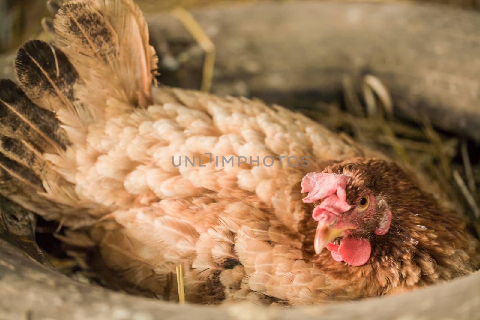 hen laying eggs in its nest, Incubate