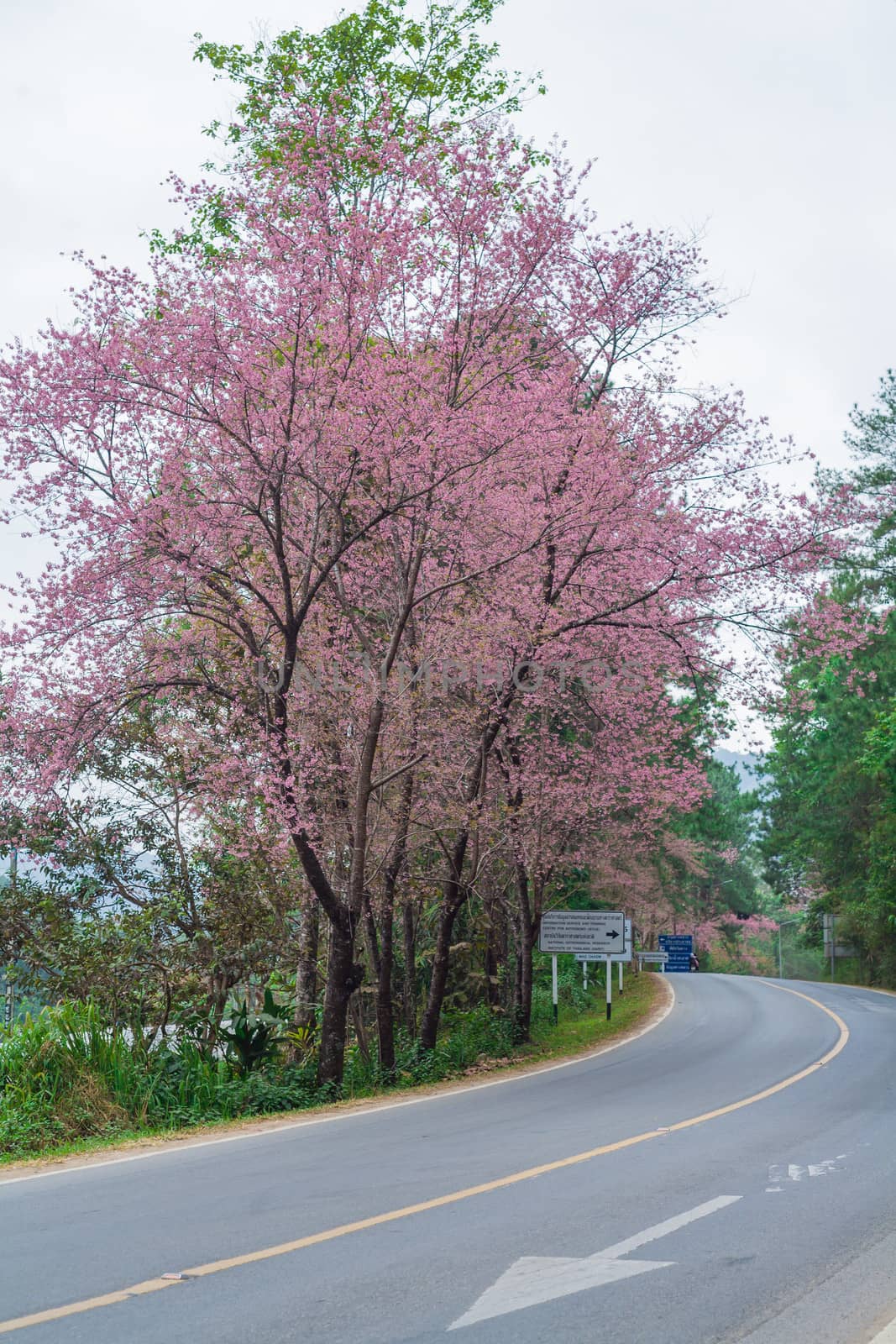 Wild himalayan cherry on romantic road  by themorningglory