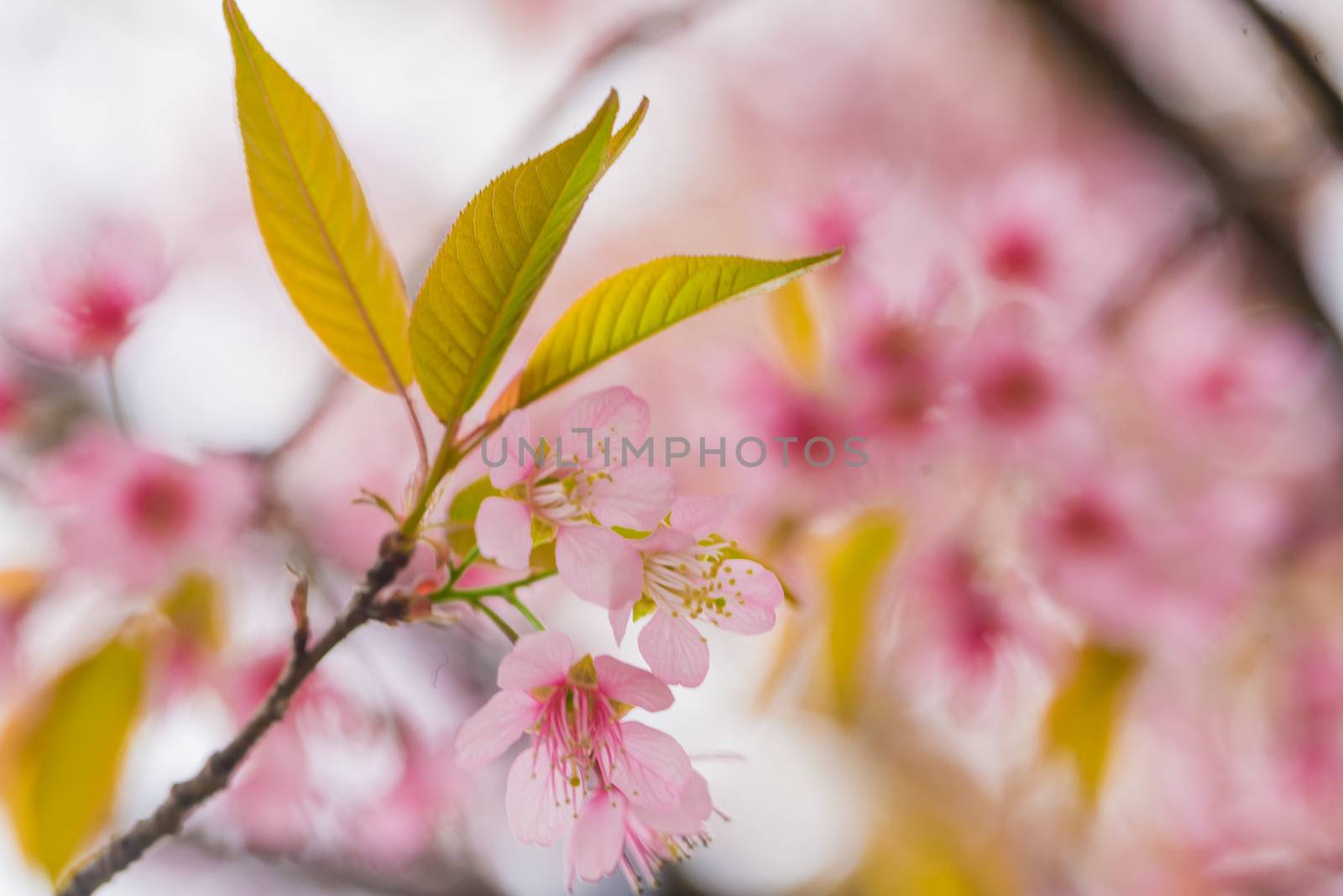 Thai Cherry Blossom at Doi Angkhang, Chiangmai, Thailand