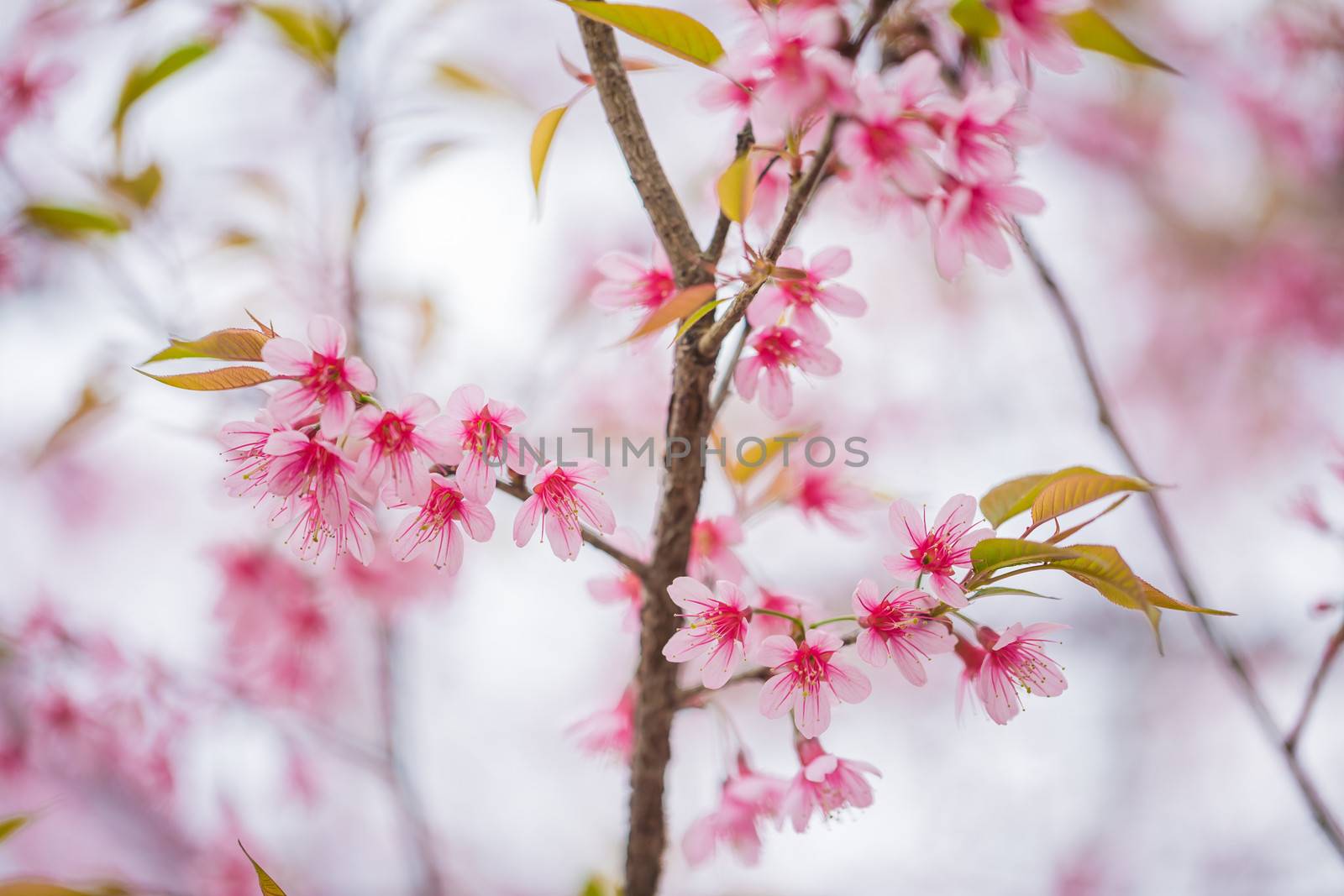 Wild Himalayan Cherry spring blossom  by themorningglory