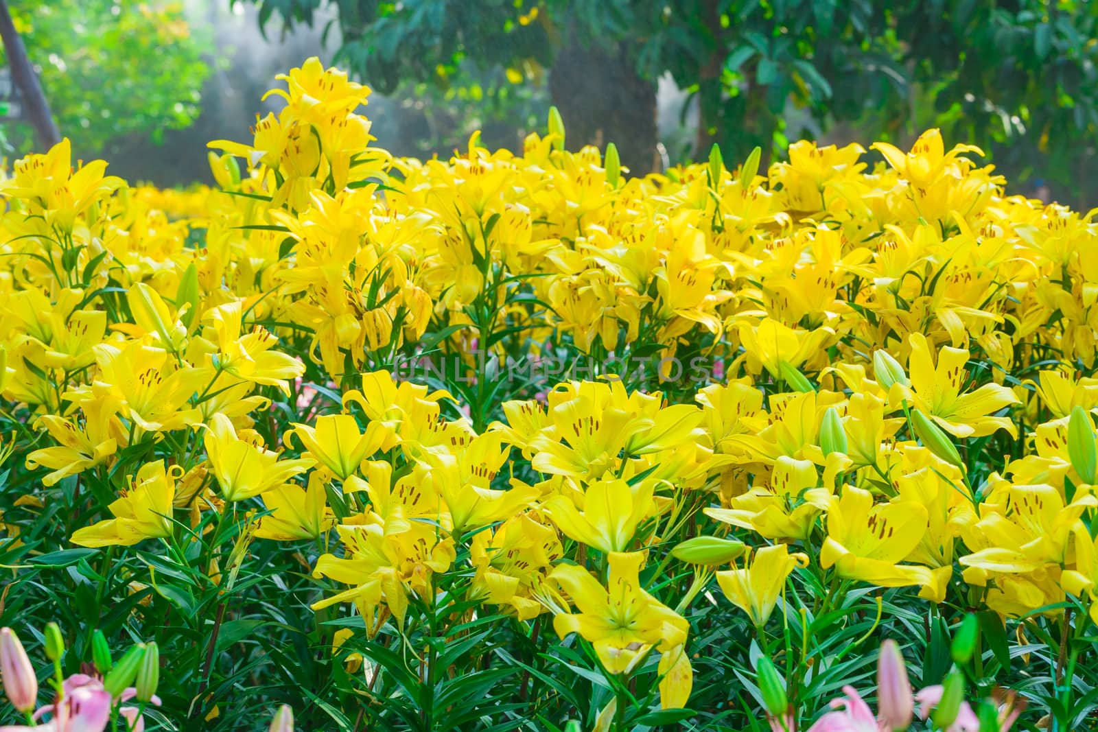 Yellow lilly folwer growing in garden by themorningglory