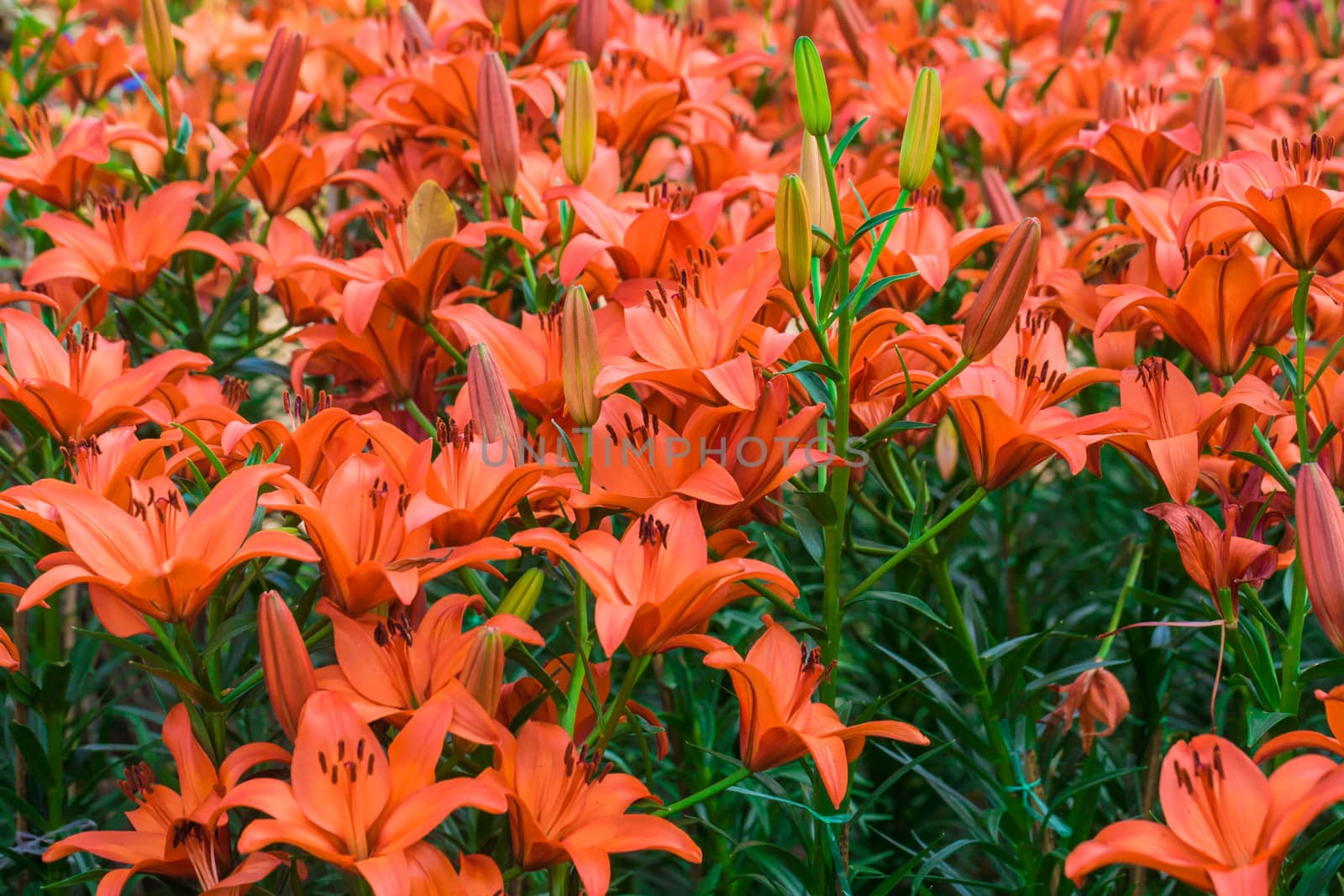 beautiful orange lilies and buds, close up