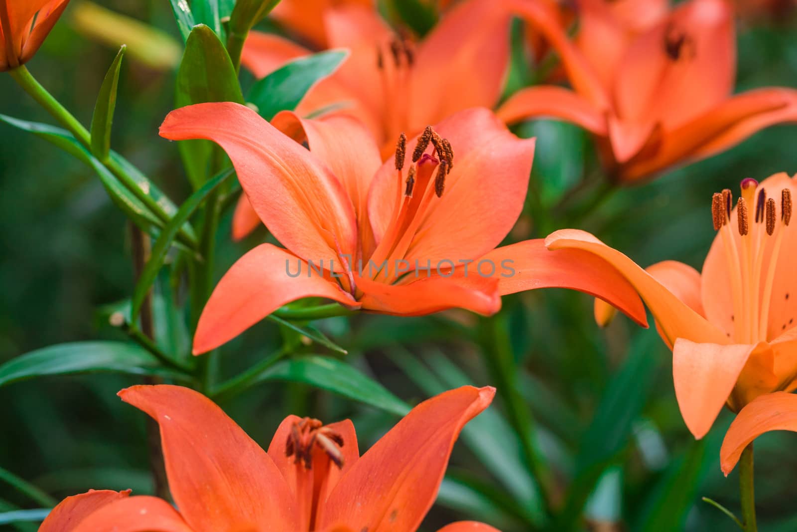 Close up of Tiger Lilly Flower  by themorningglory