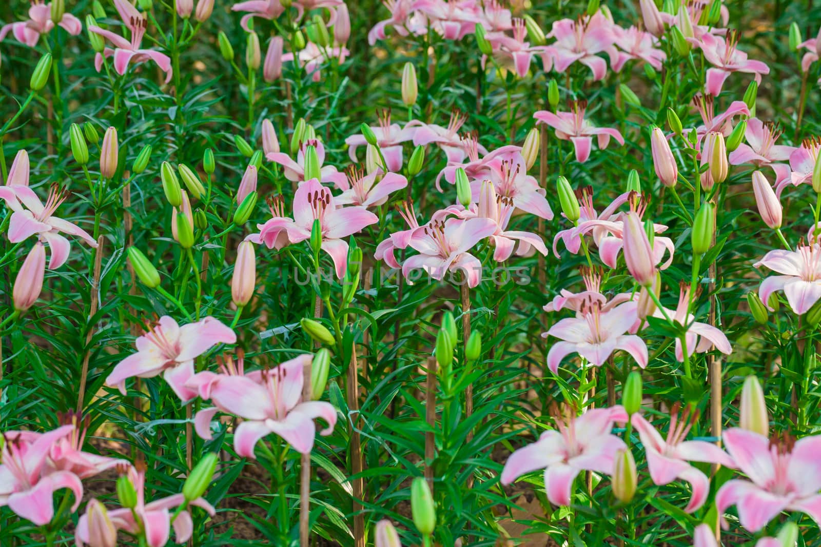 Beautiful Pink lily  by themorningglory