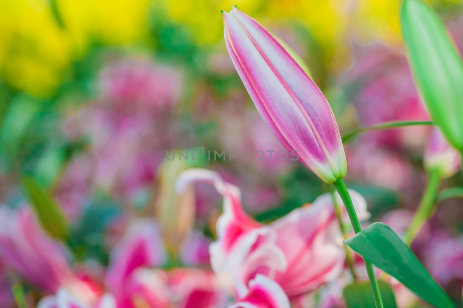 Pink lilly flower  by themorningglory