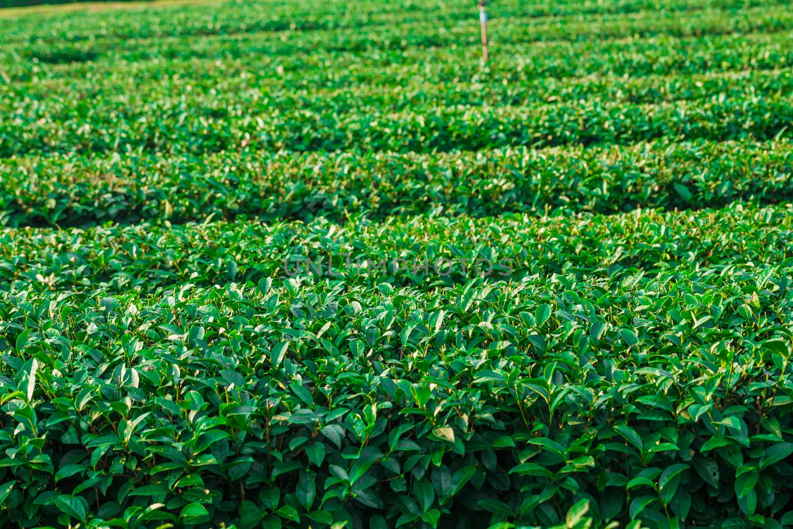 Tea Plantation in Chiangrai Thailand, Green tea field