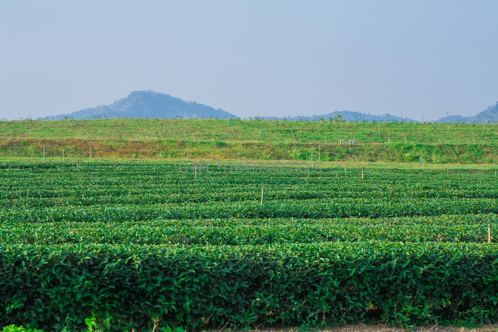 Green tea farm with blue sky background, Row of tea field