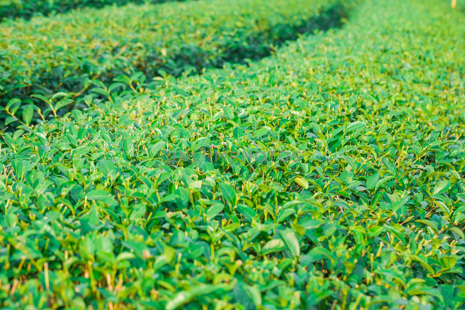Beautiful fresh green tea plantation in Chiangrai Thailand, Green tea field