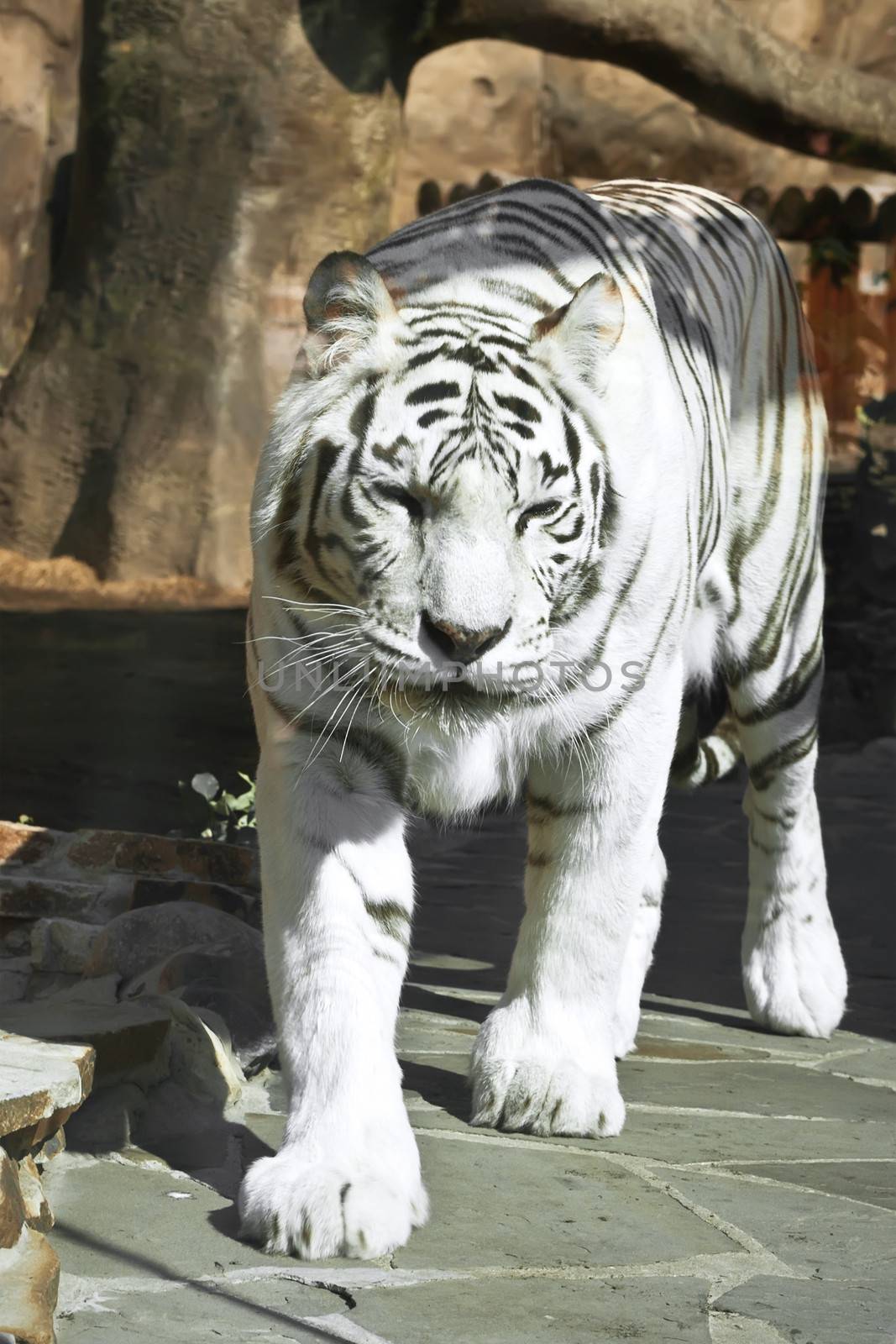 Beautiful close-up portrait of majestic White Tiger