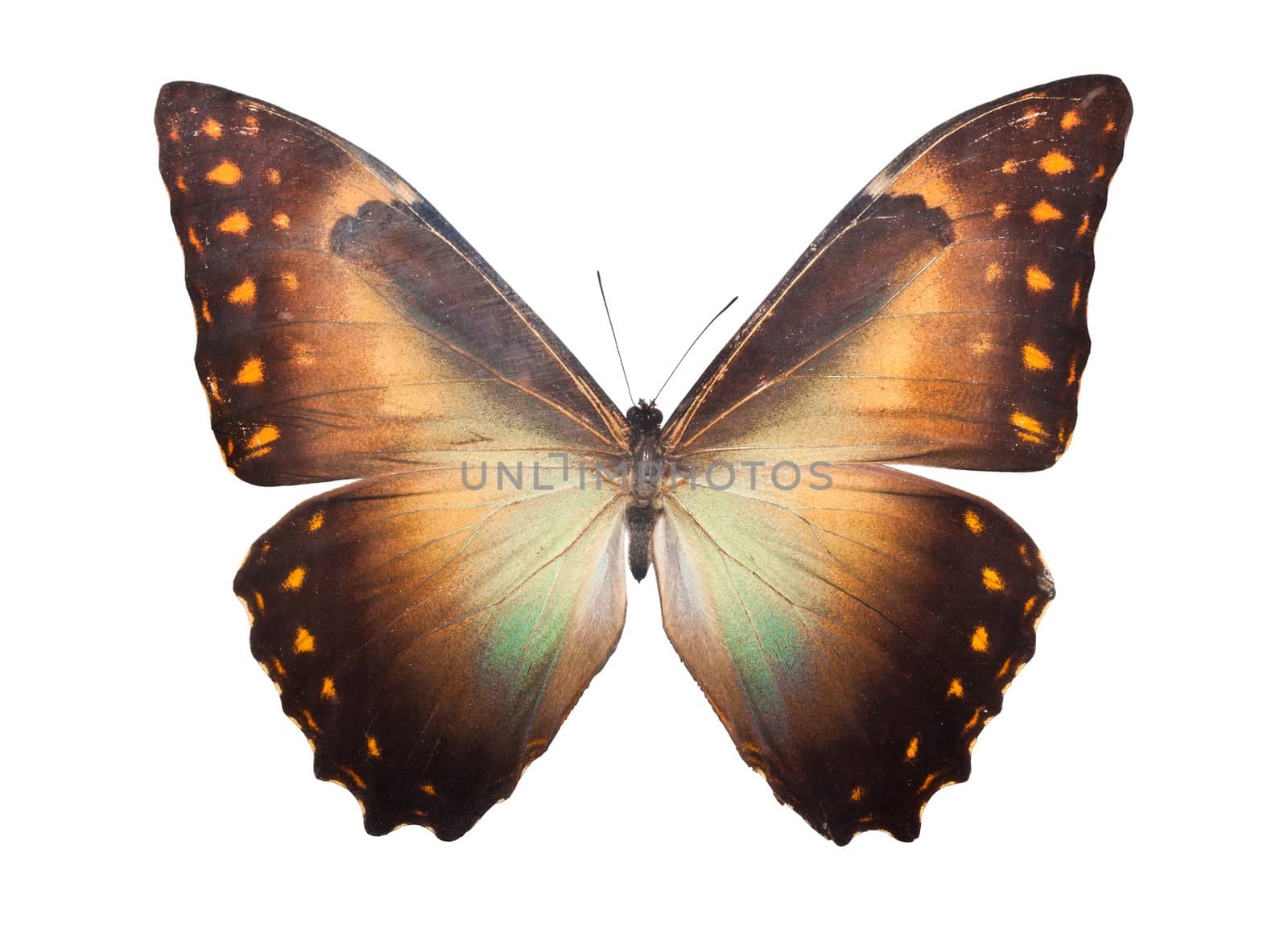 Beautiful tropical butterfly Morpho Telemachus isolated on white background