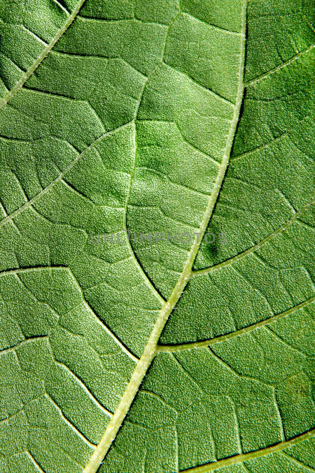 Green Leaf Macro by sabphoto