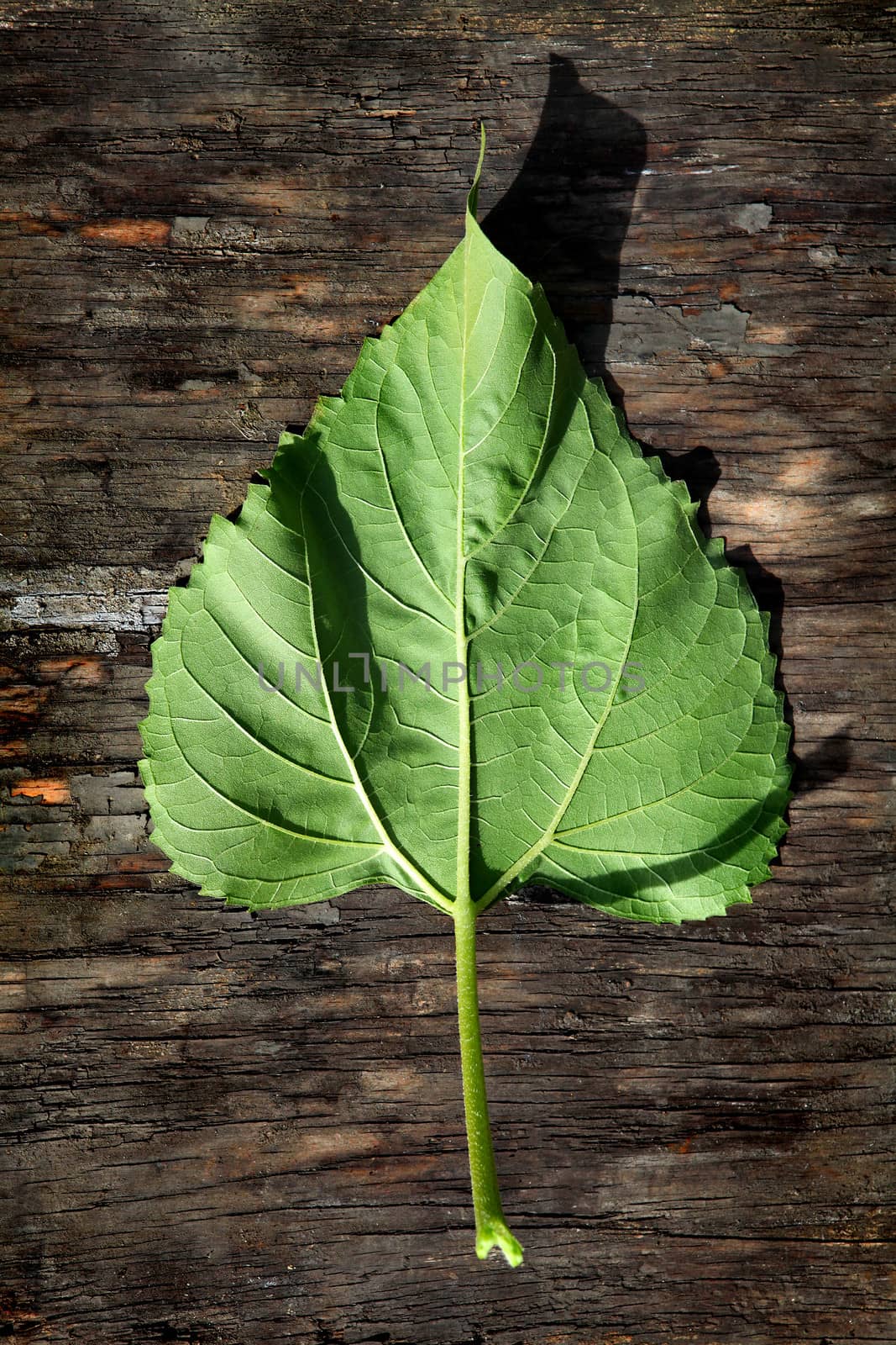 Green Leaf on an old wooden background closeup