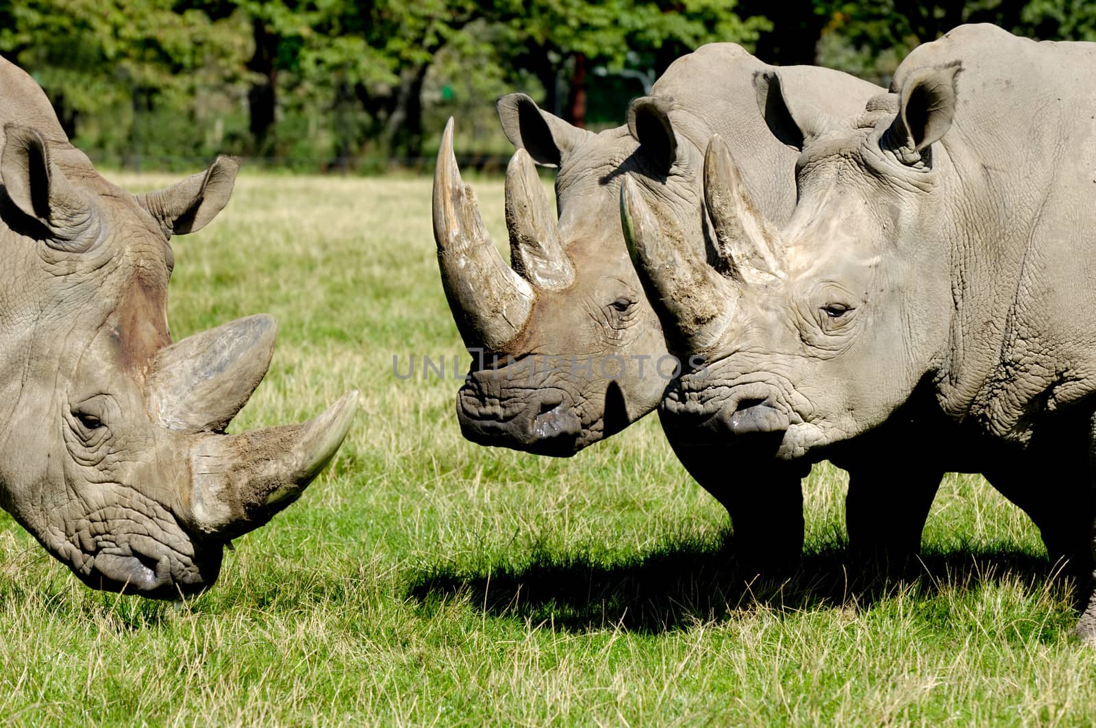 Group of rhino are standing and looking on green grass