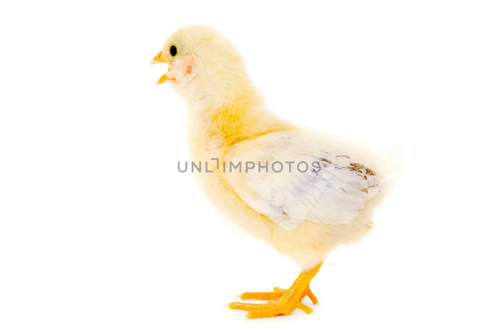 Sweet baby chicken is standing on a clean white background.