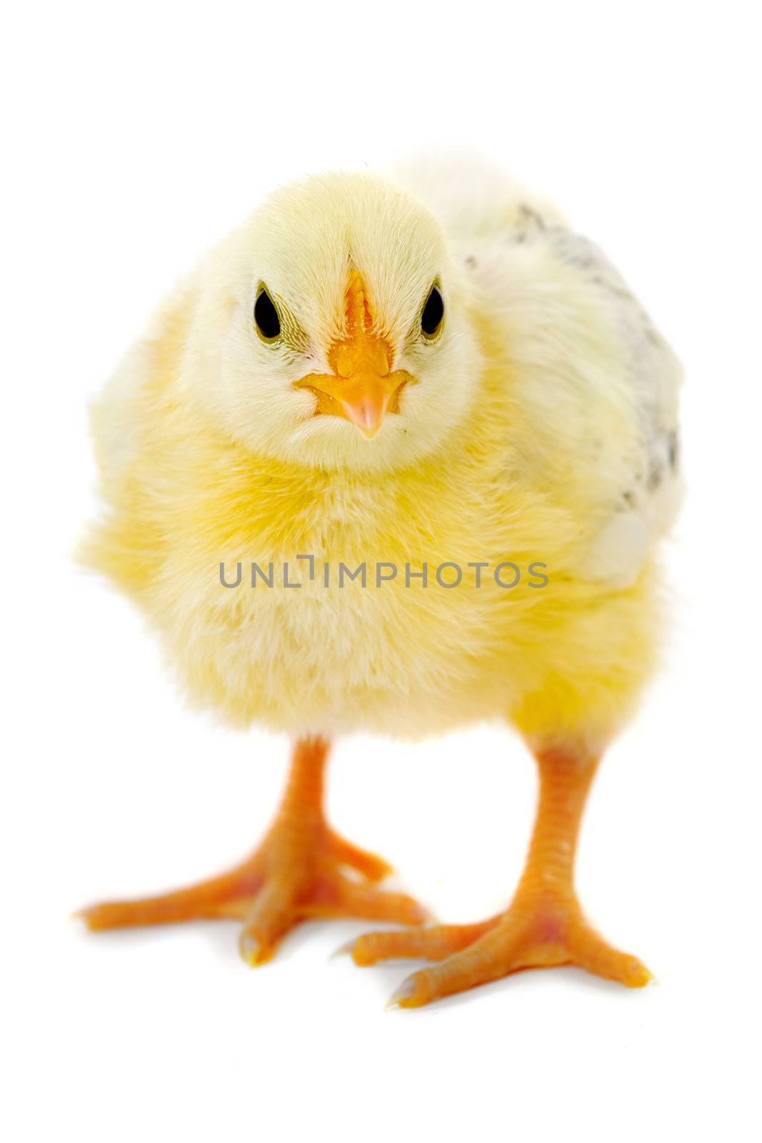 Sweet baby chicken is standing on a clean white background.