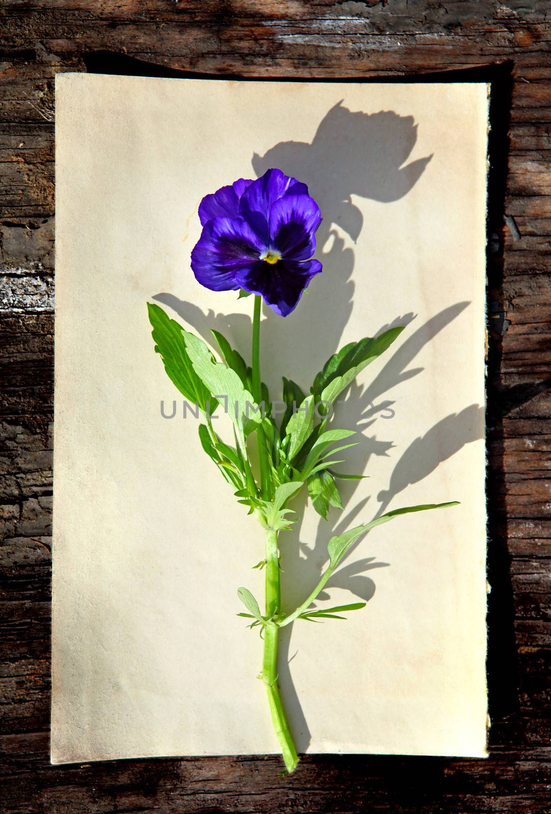 Flower on Old Paper by sabphoto