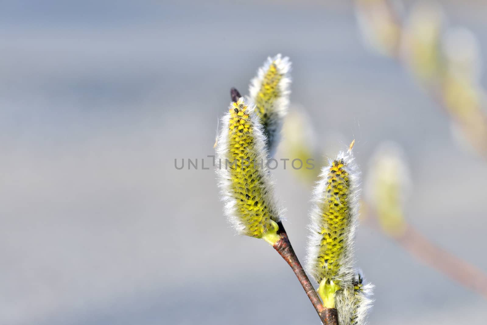 willow blossom in spring