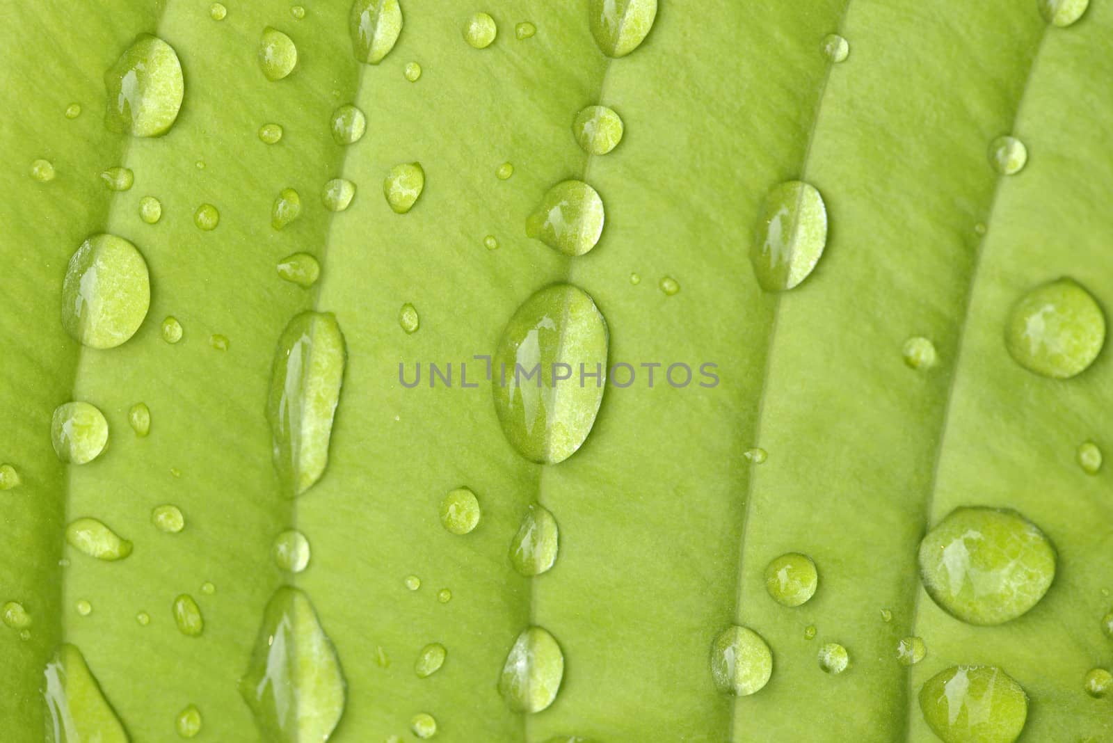 Hosta Leaf in the rain