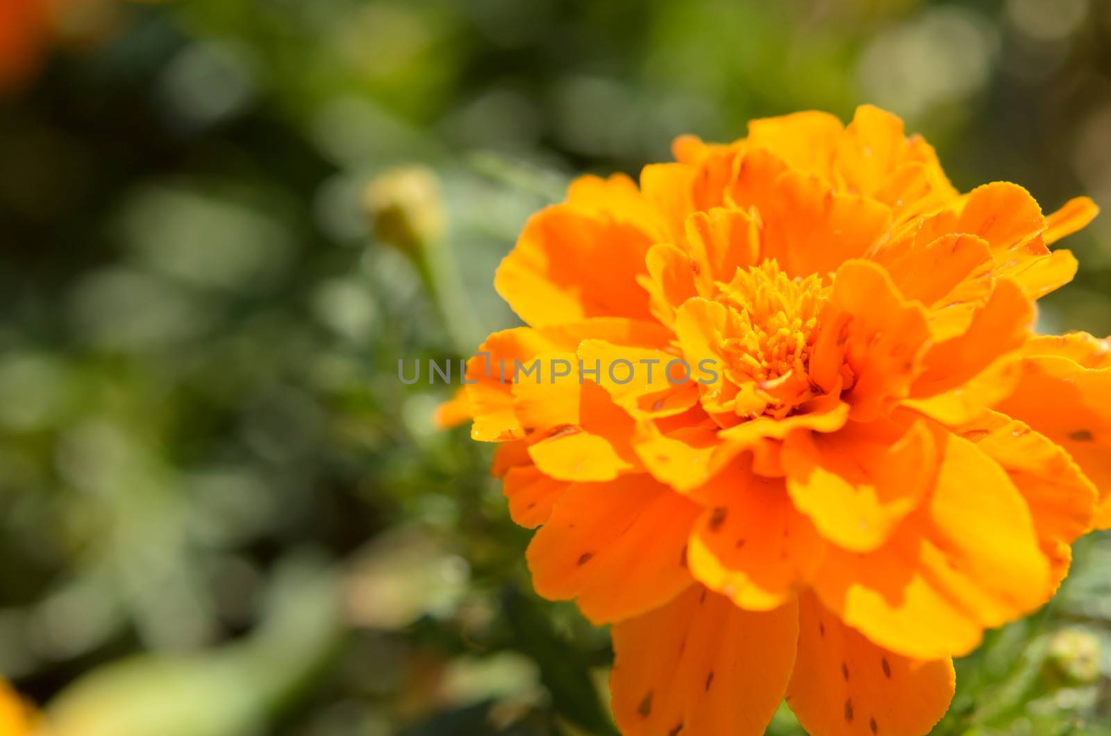 orange flowers. by aoo3771