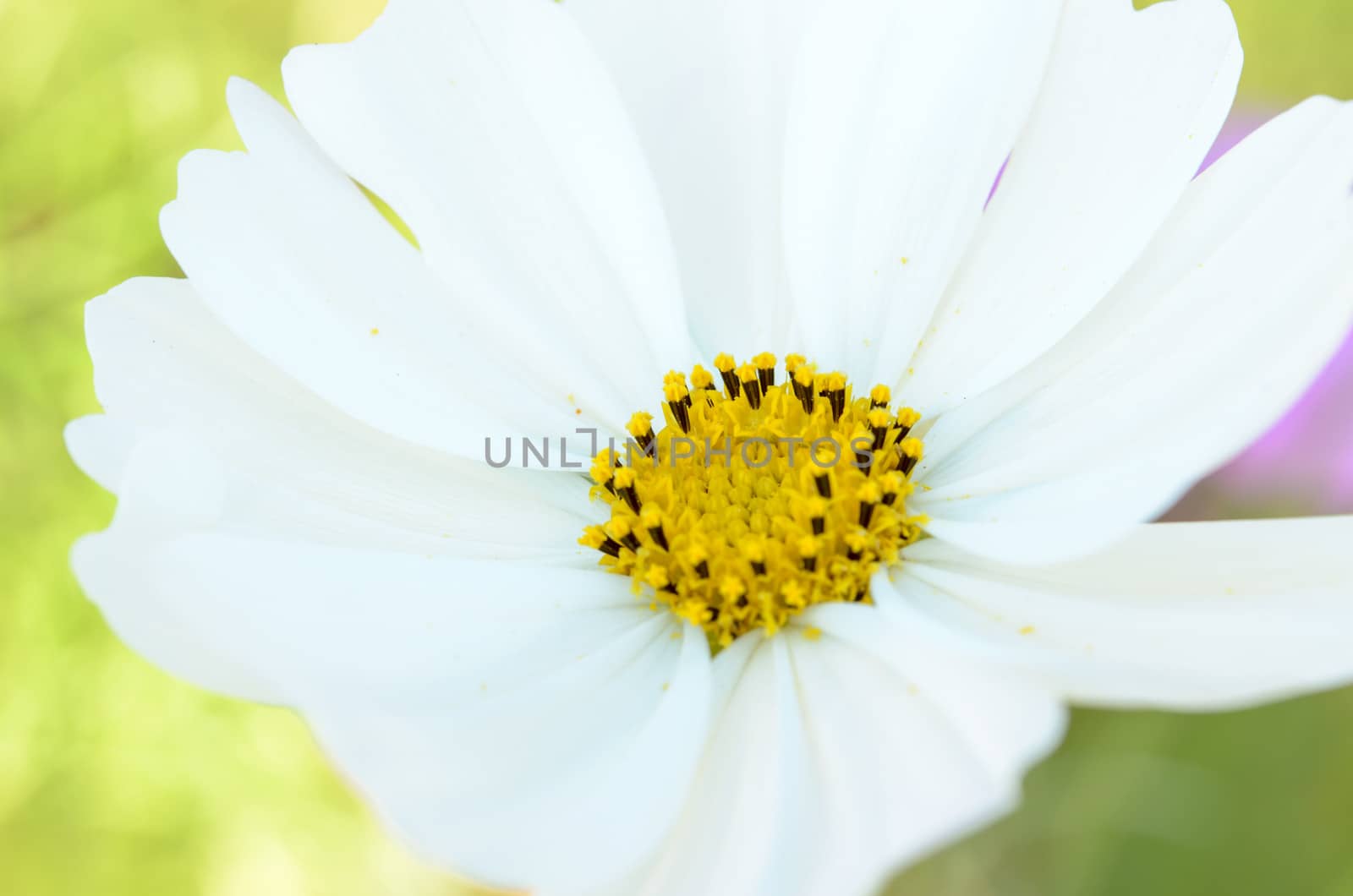 White beautiful flower close-up shoot.
