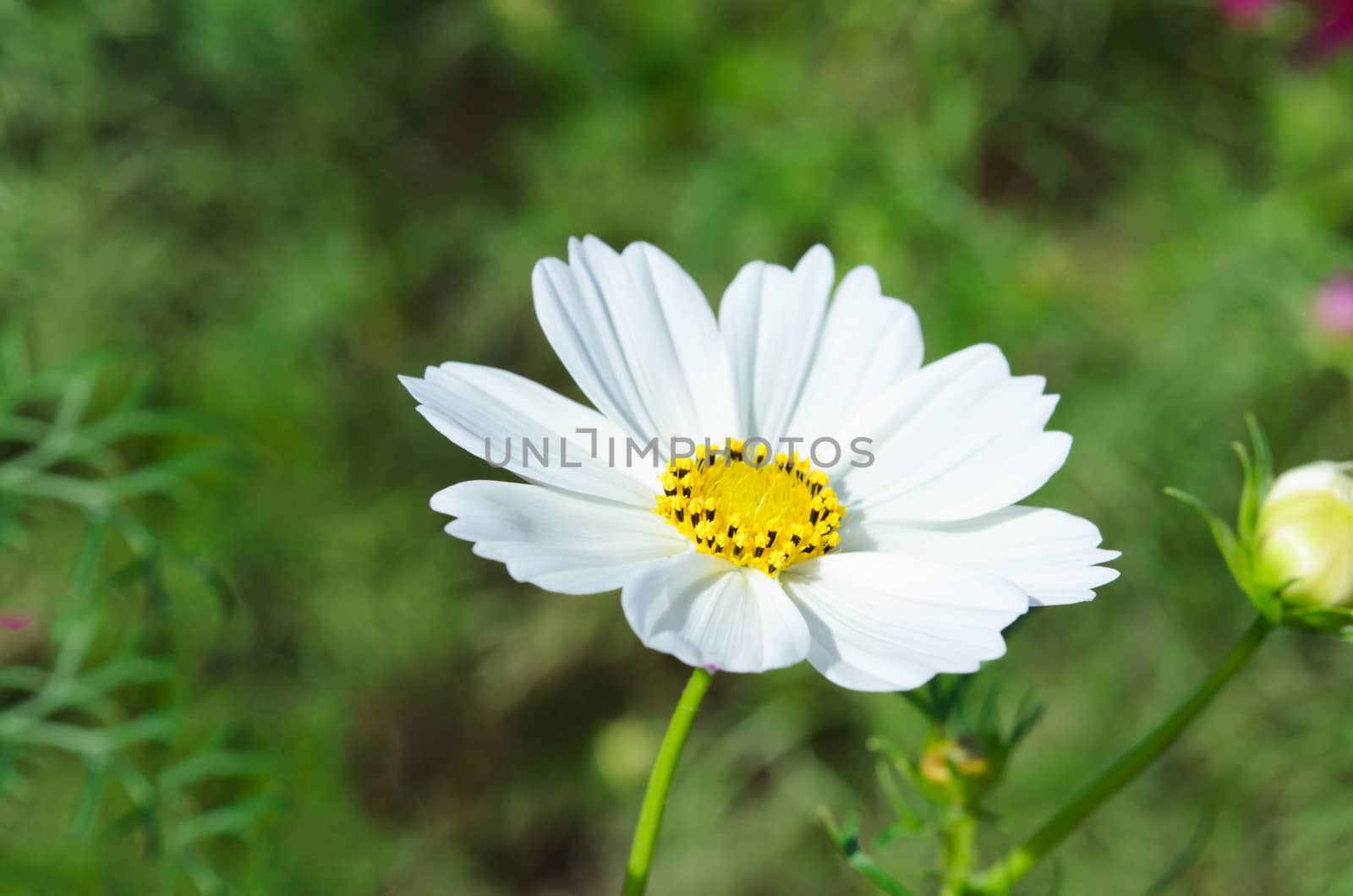 White beautiful flower close-up shoot.