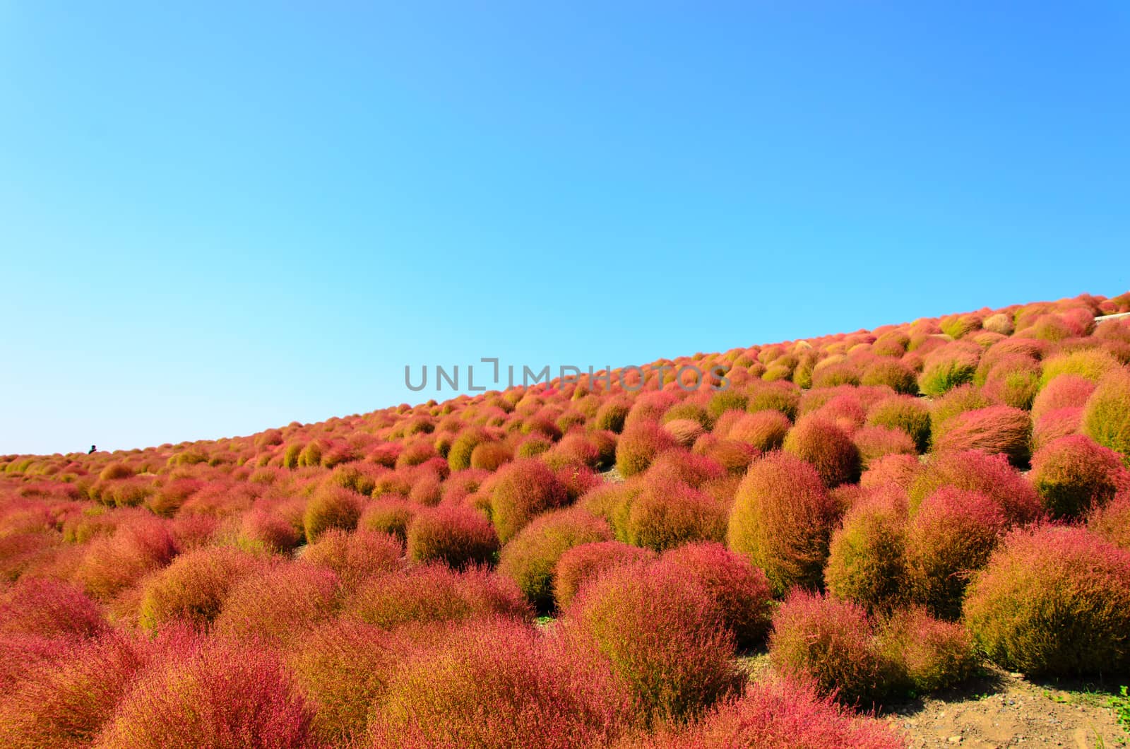 Kokia tree is a tree planted at Japan's Ibaraki Province.