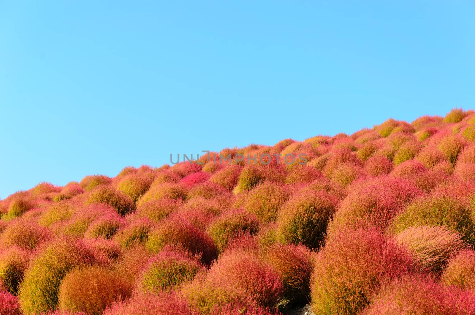 Kokia tree is a tree planted at Japan's Ibaraki Province.