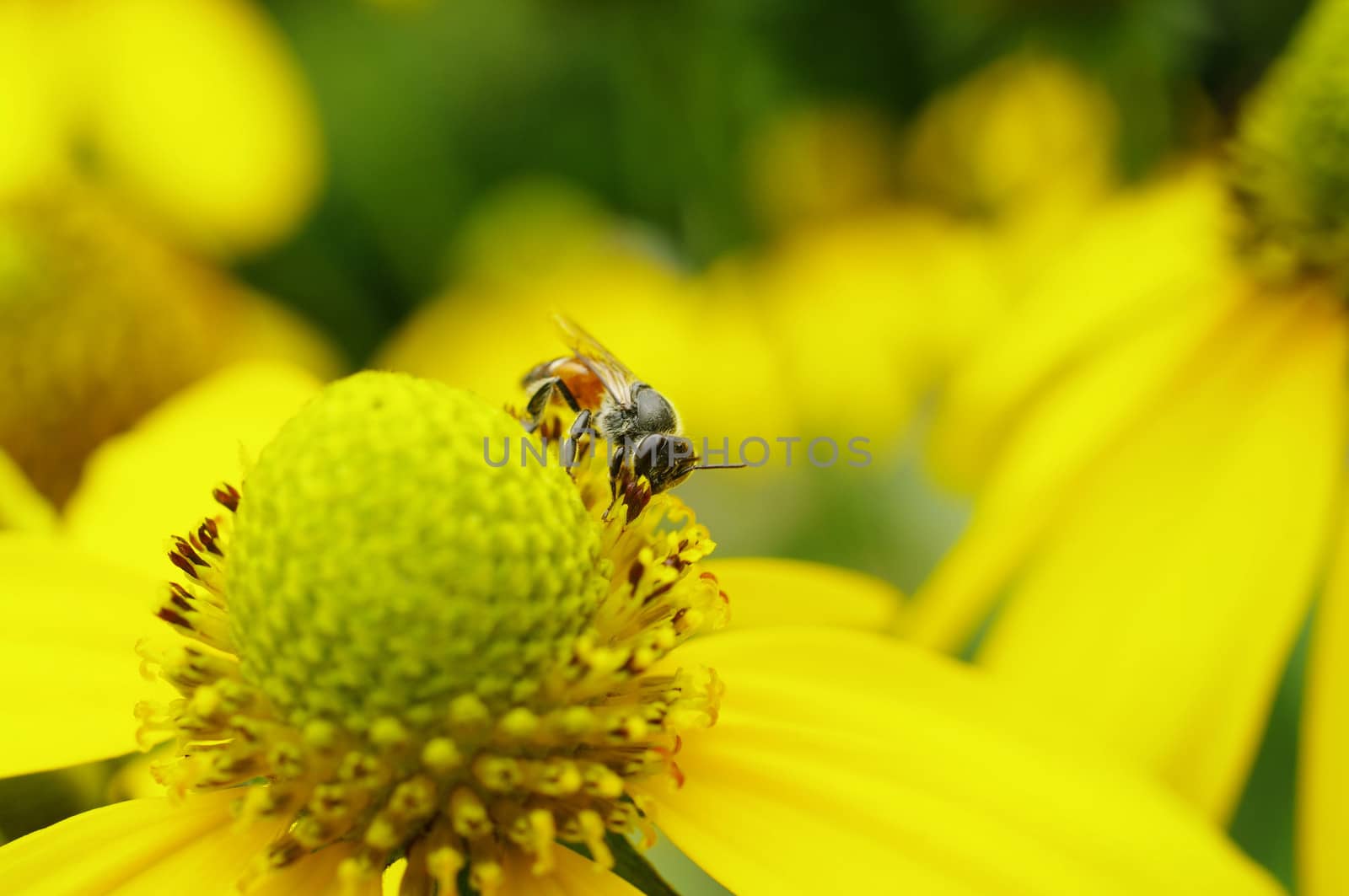 Bee on yellow flower in garden, Thailand