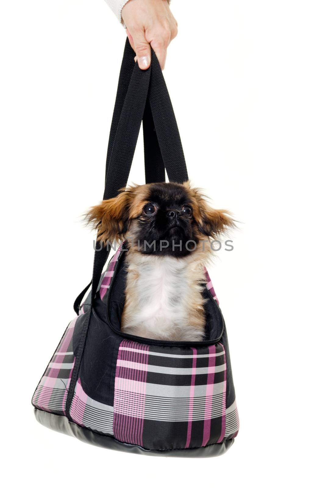A sweet puppy in transportation bag. Taken on a white background
