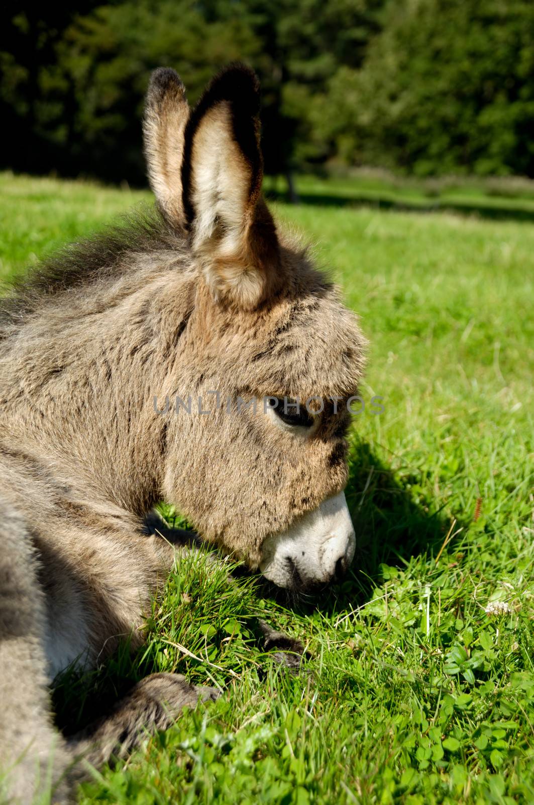 Sad donkey by cfoto