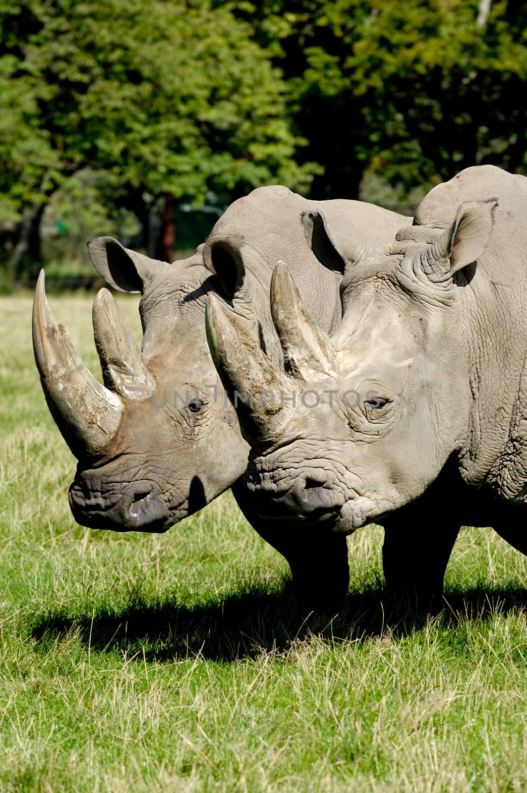 Two rhino is standing and looking on green grass