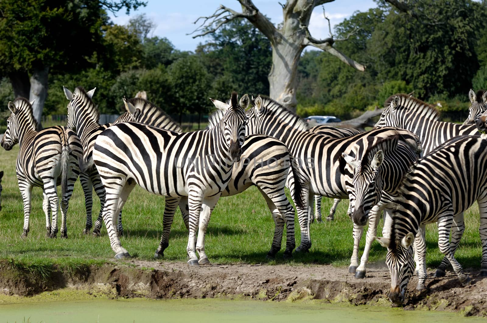 Zebras are dirnking water by cfoto