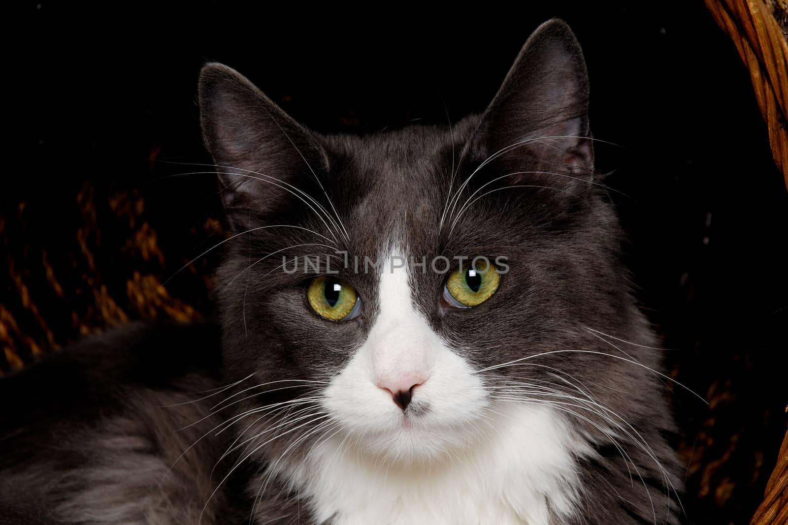 Face of a gray and white cat by cfoto